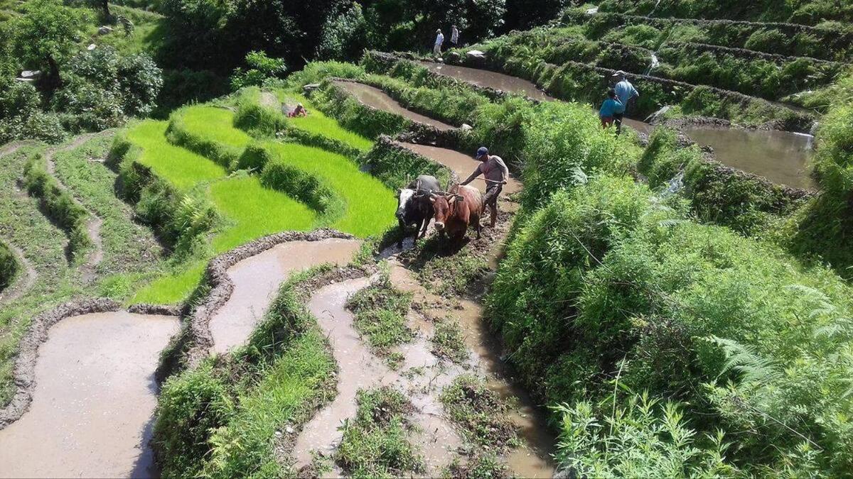 Royal Eco-Village Homestay view 2