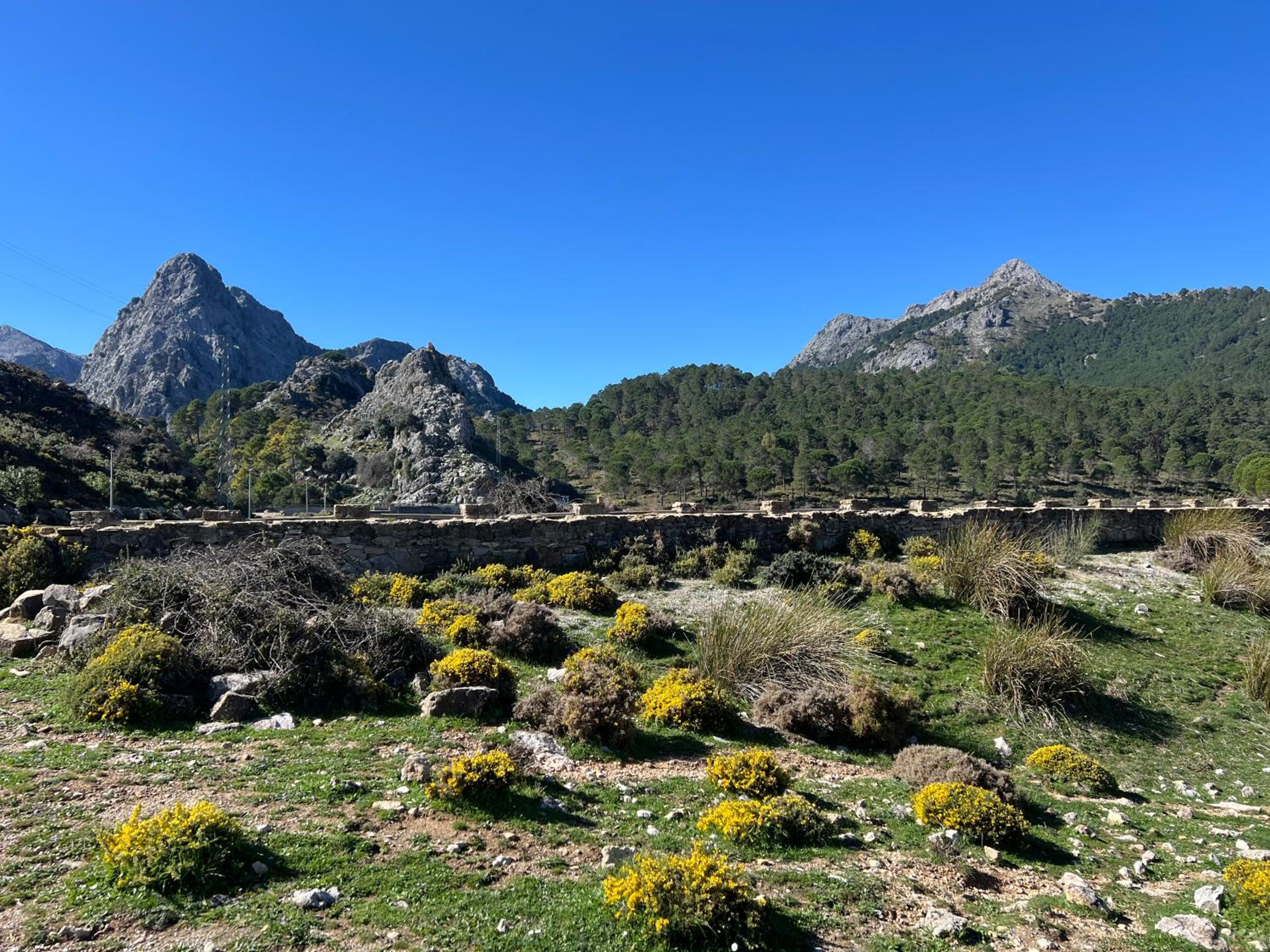 El Endrinal