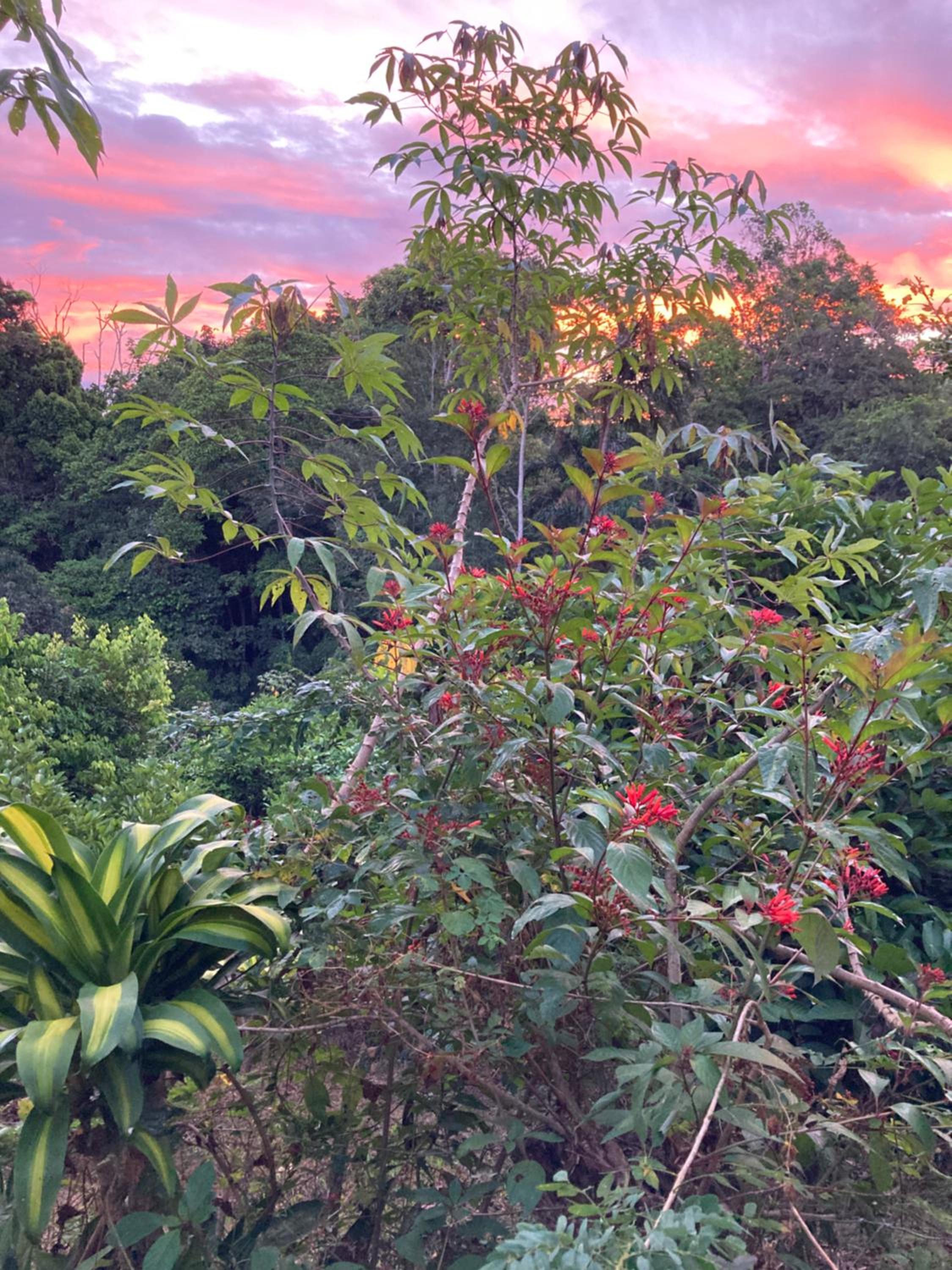 Casa Hummingbird Peace & Nature