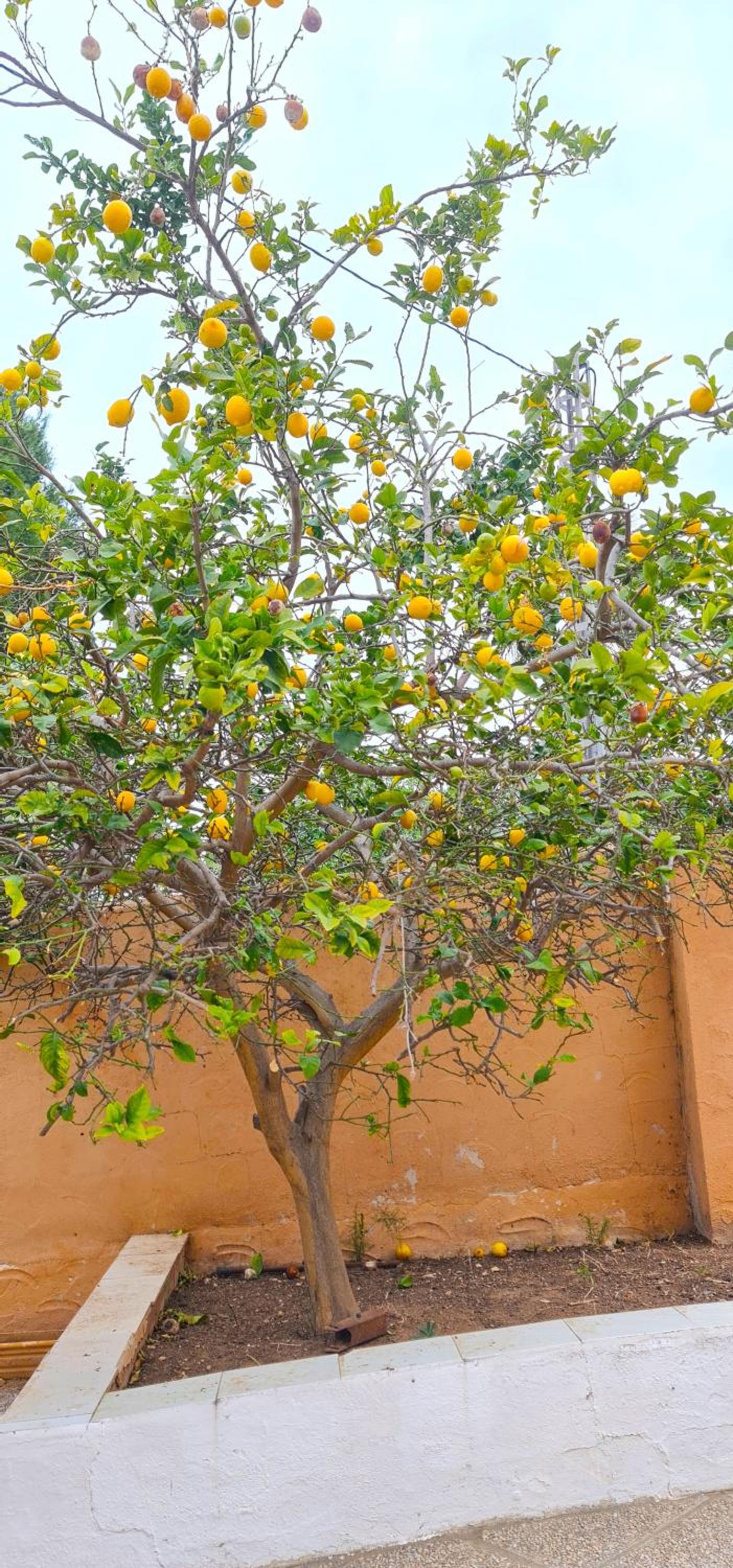 Villa los Agaves Javea piscina y barbacoa