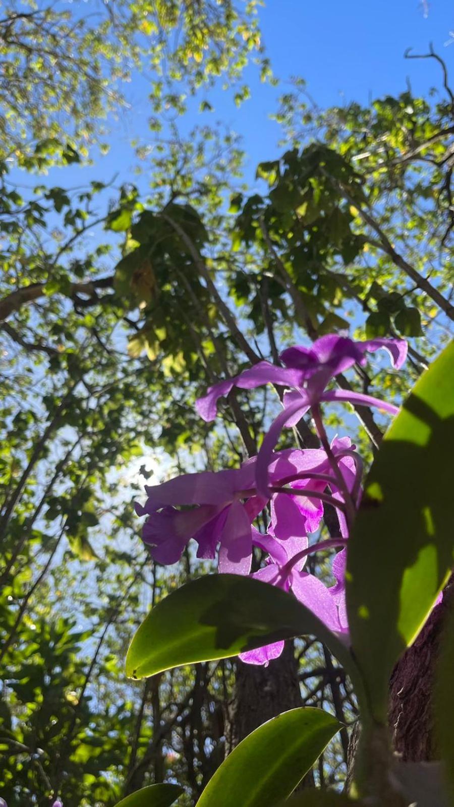 Casa Euphonia Monteverde