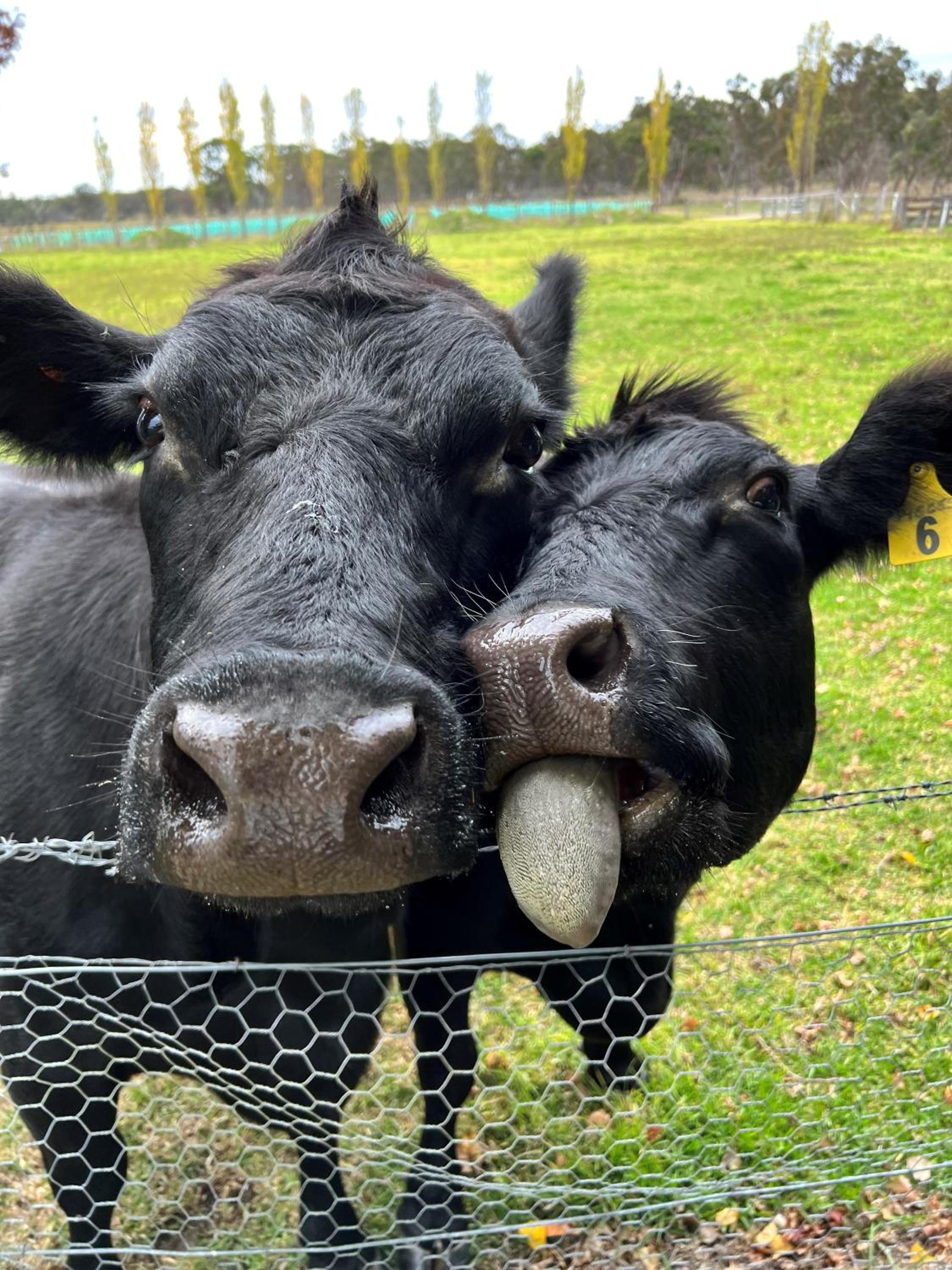 Butterbox Farm