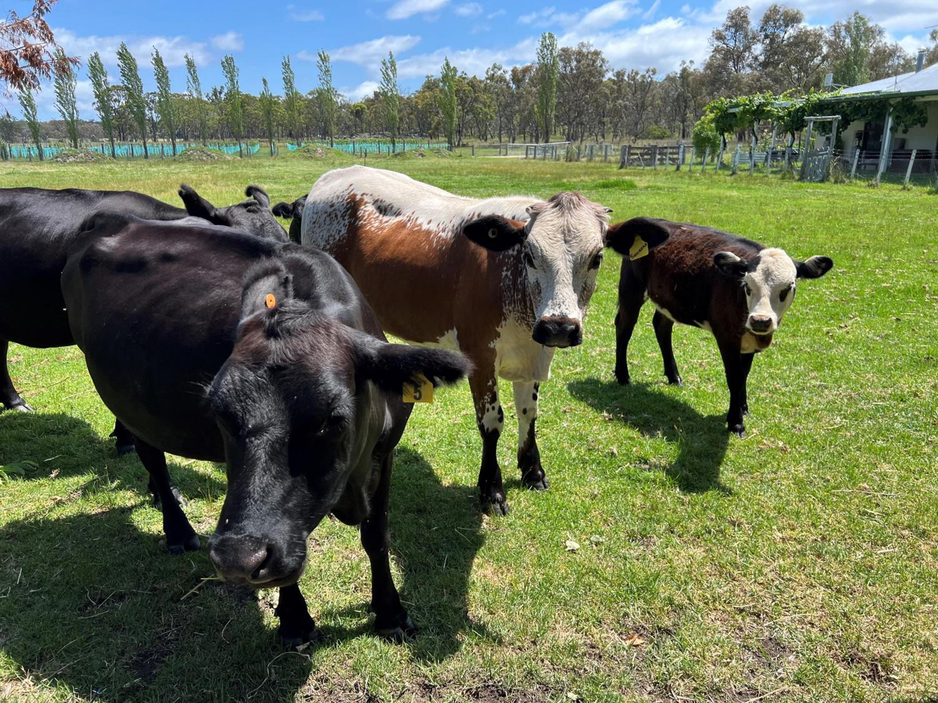 Butterbox Farm
