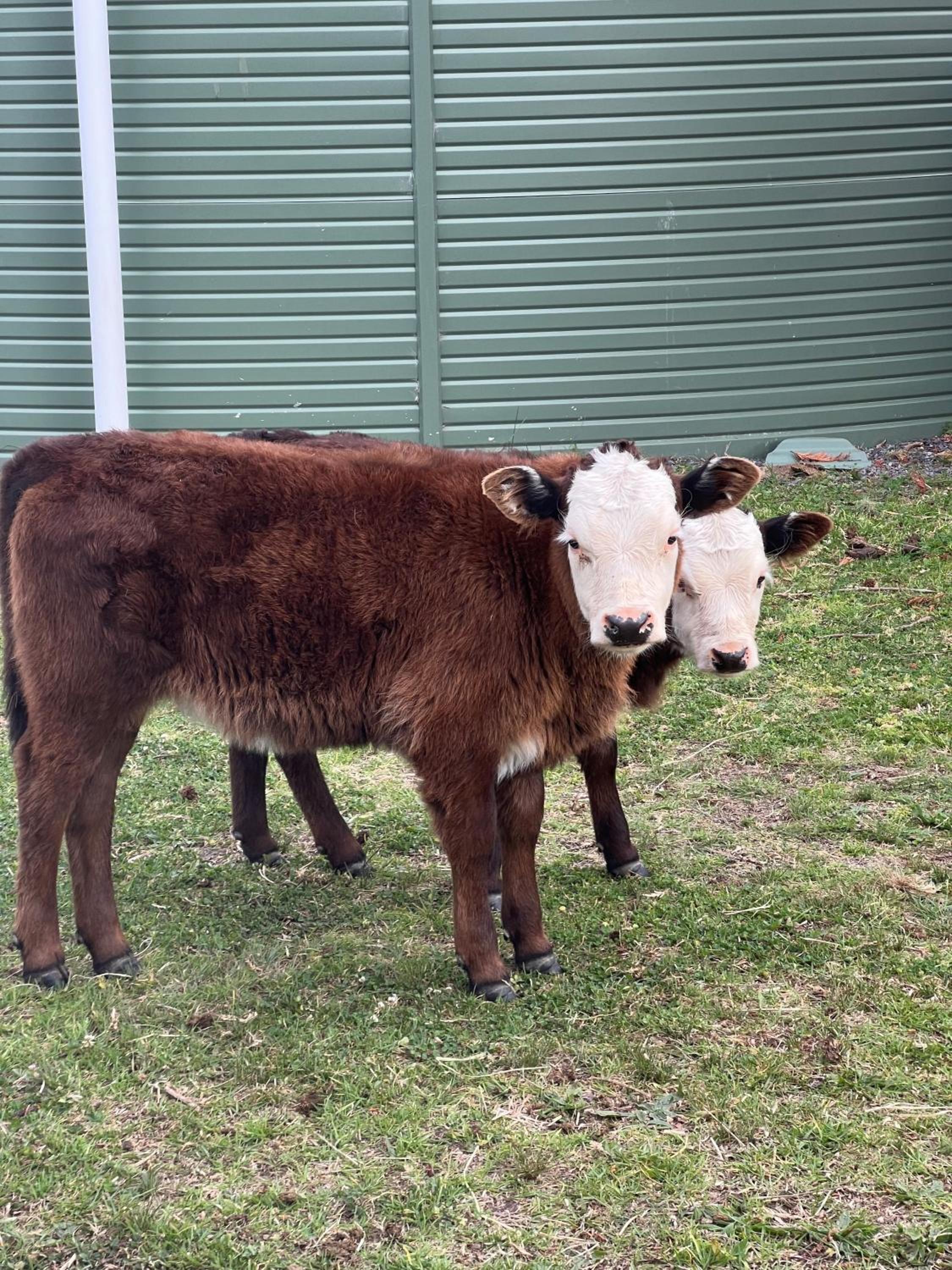 Butterbox Farm