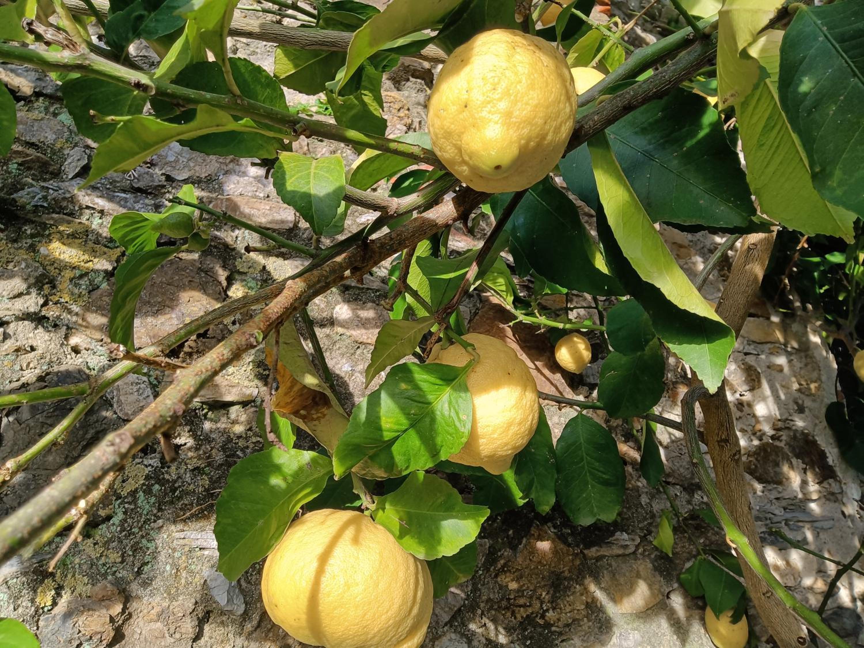 Il Fontolo
