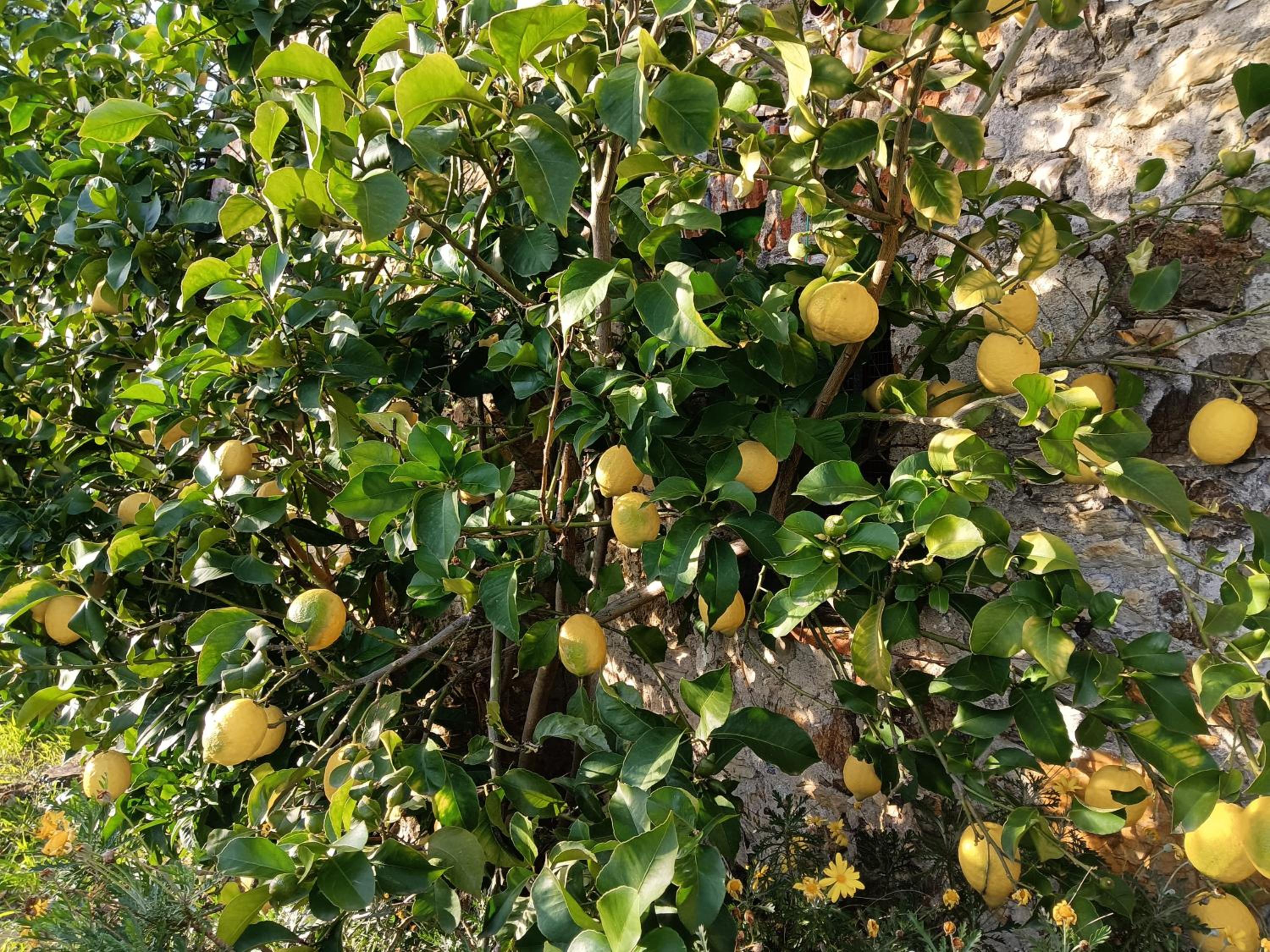 Il Fontolo