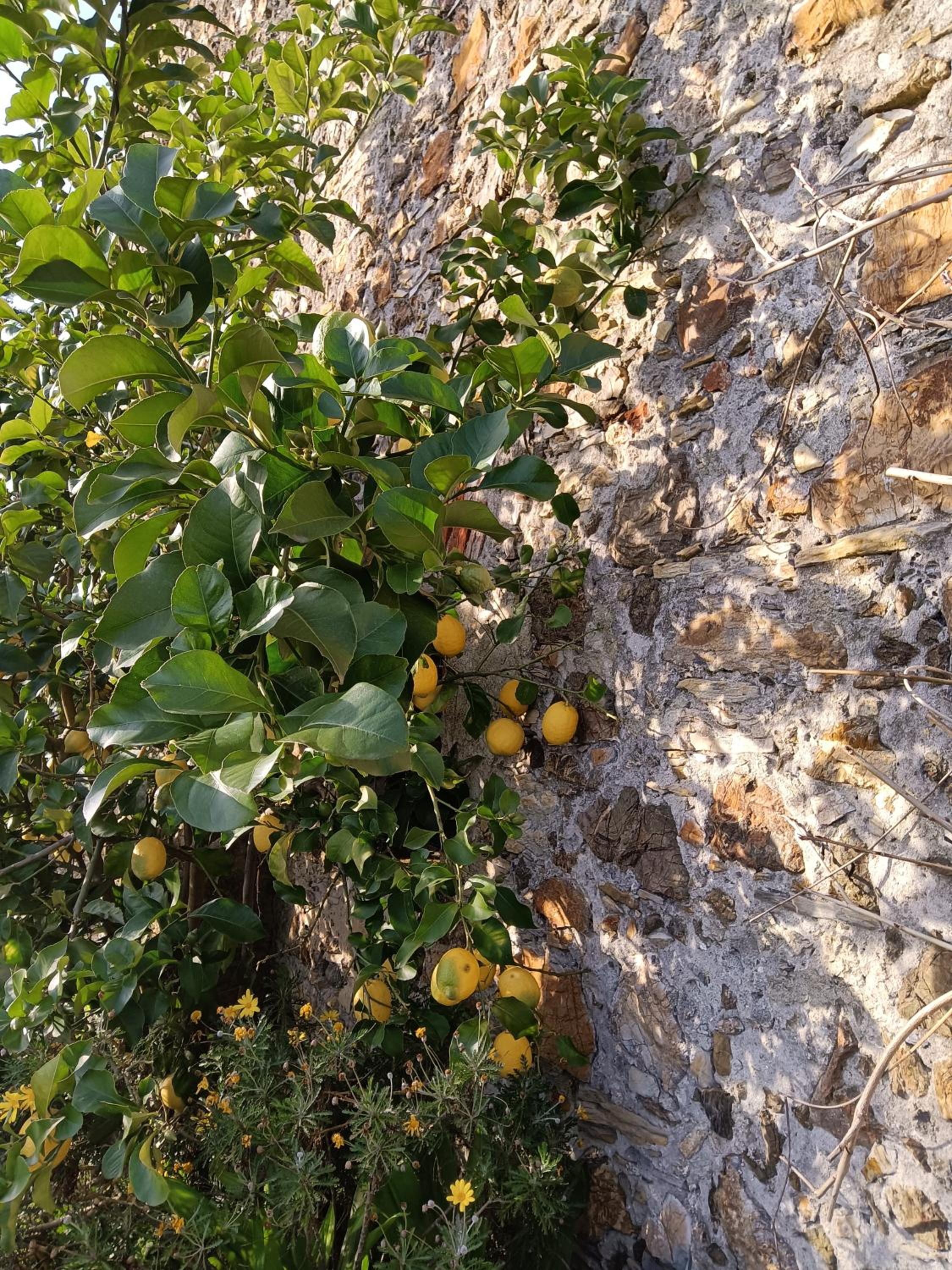 Il Fontolo