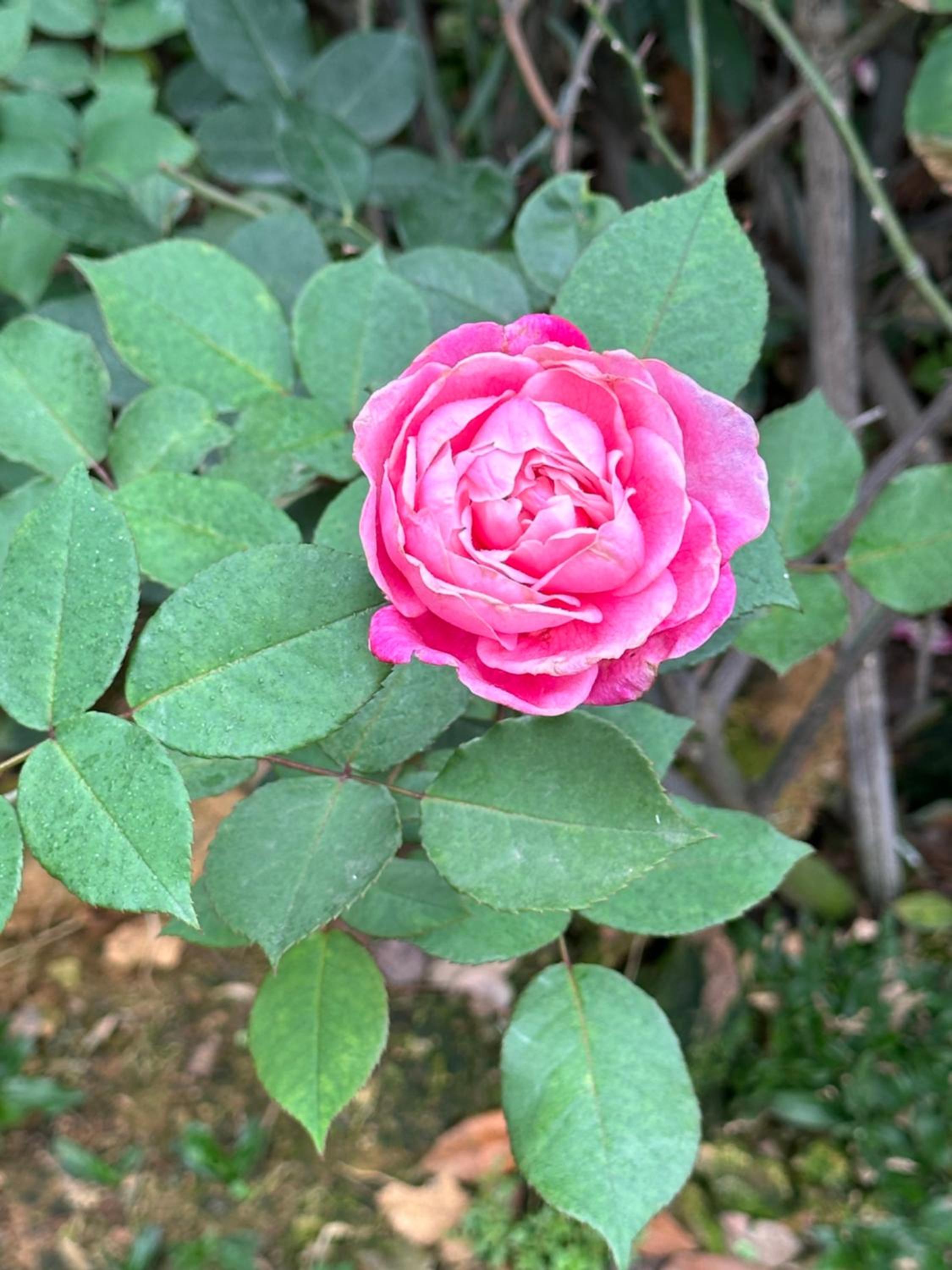 Photo 36