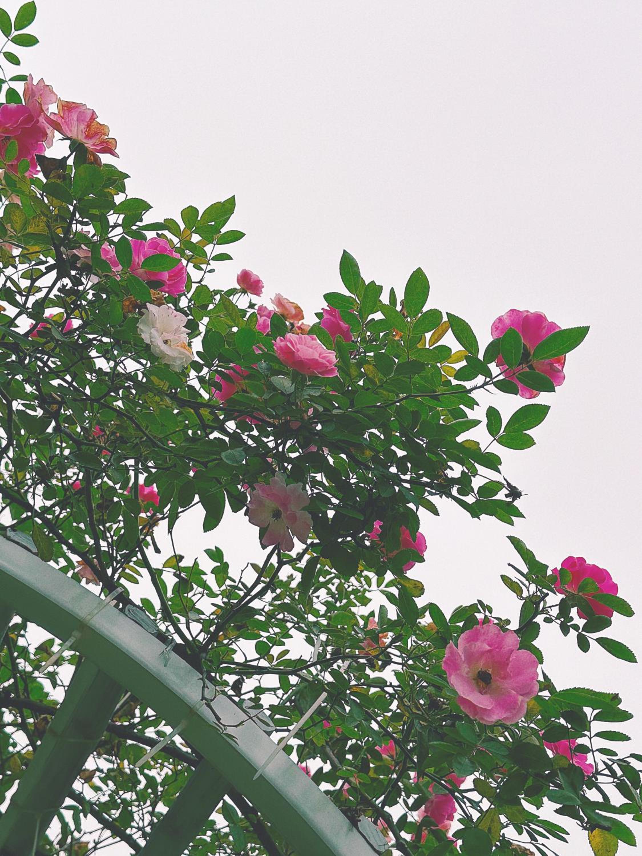 Photo 43