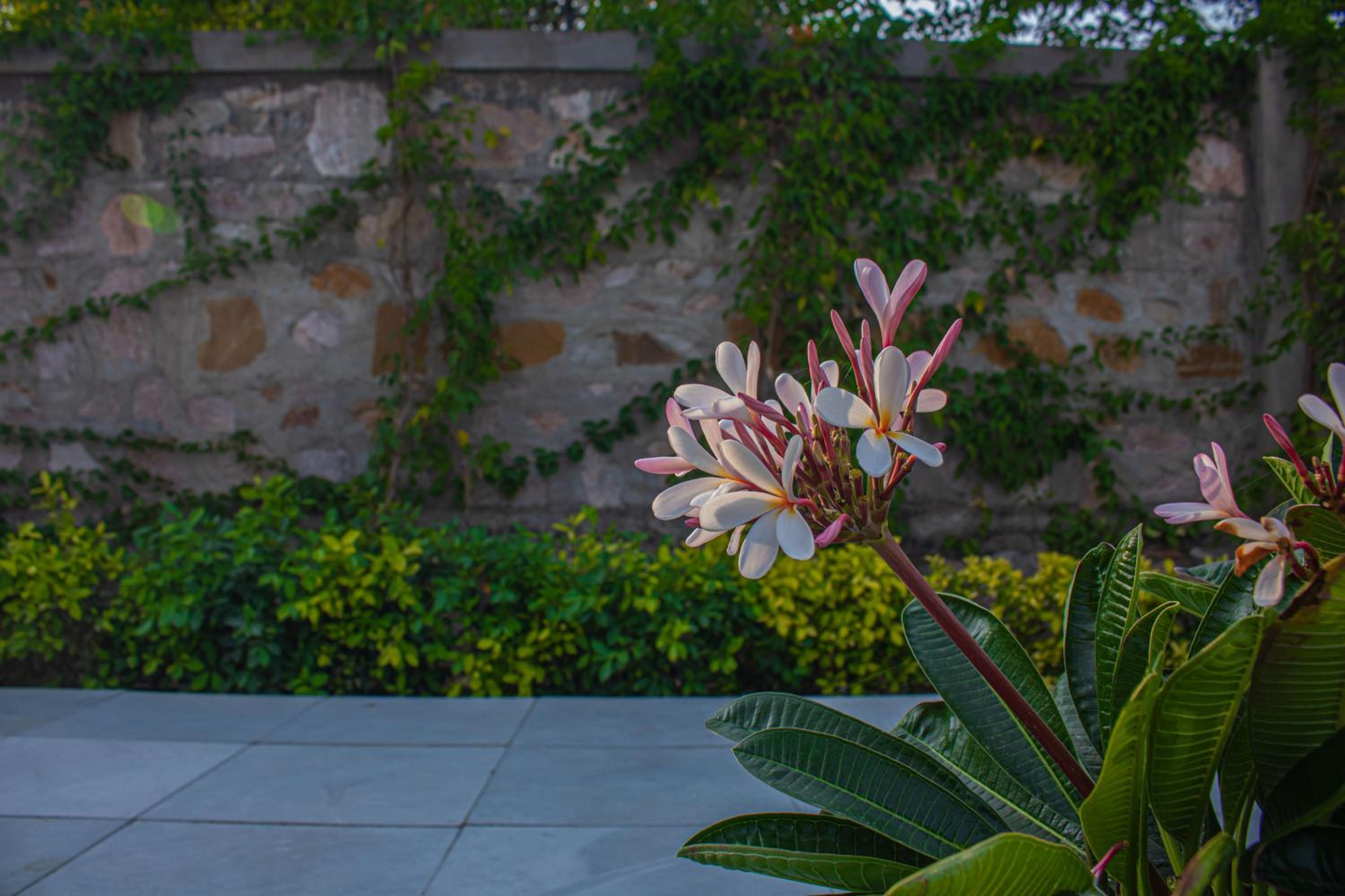 The Peace- A 2BHK Luxury Private Pool Villa view 5