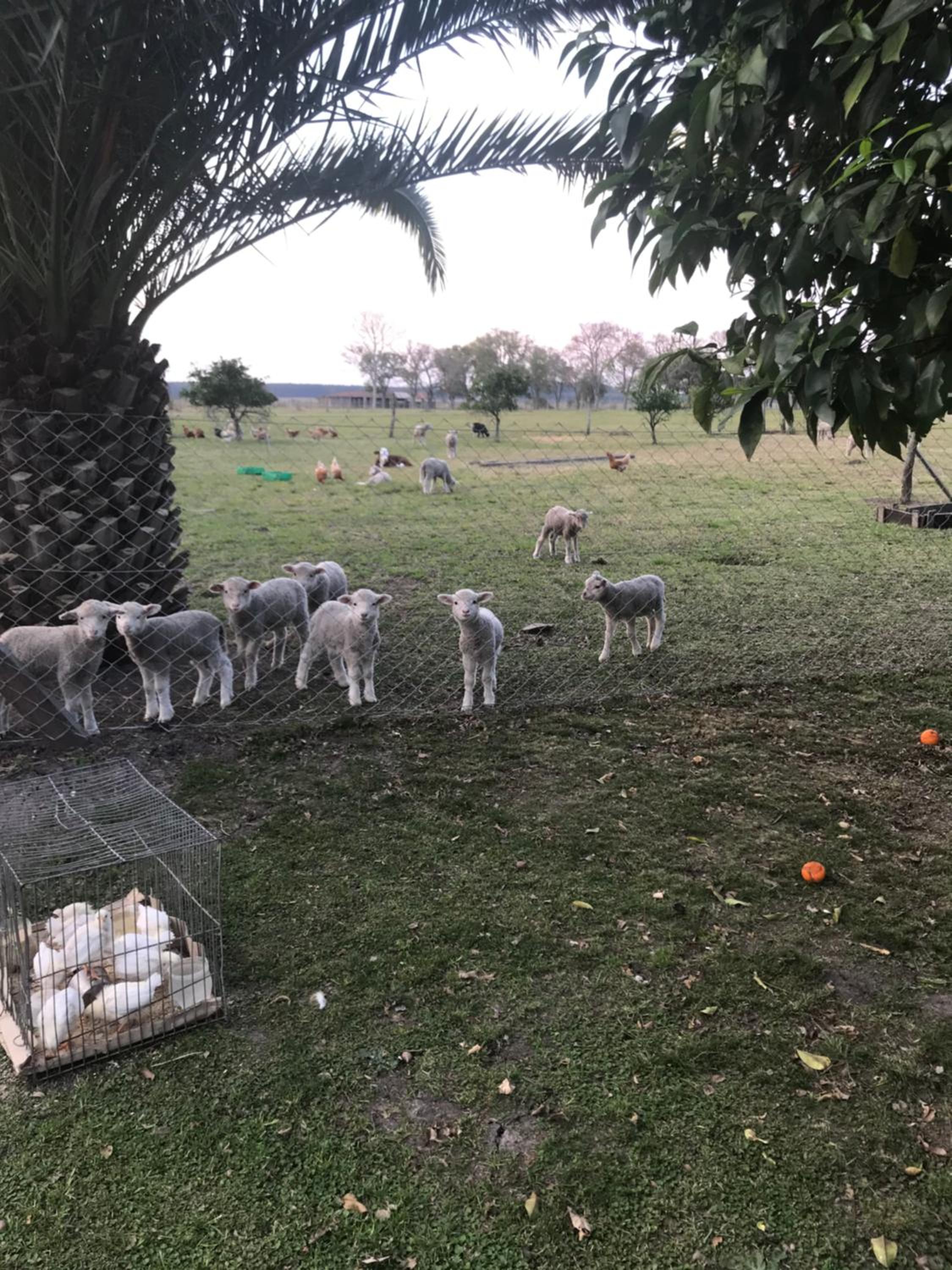 Estancia La violeta