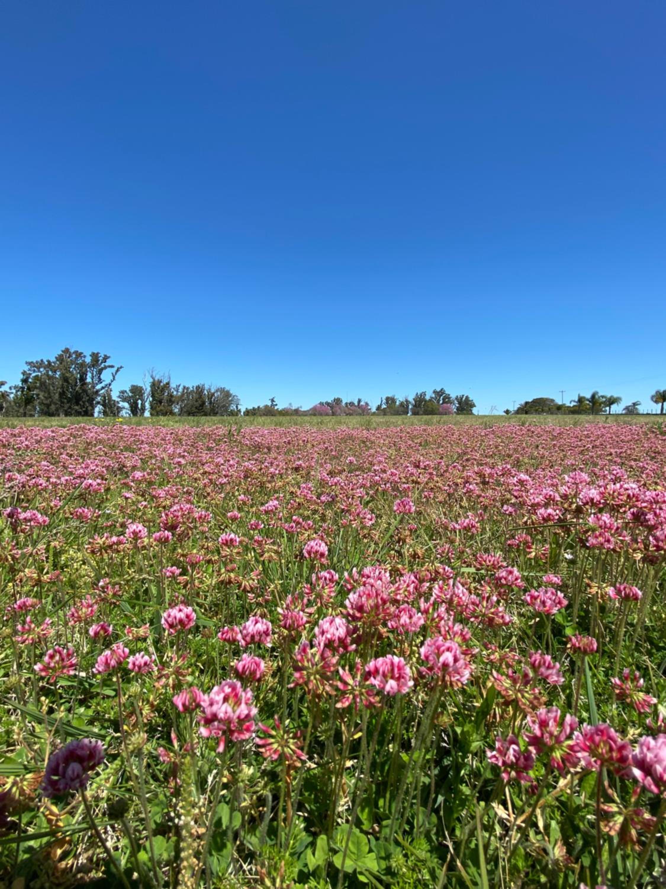 Estancia La violeta