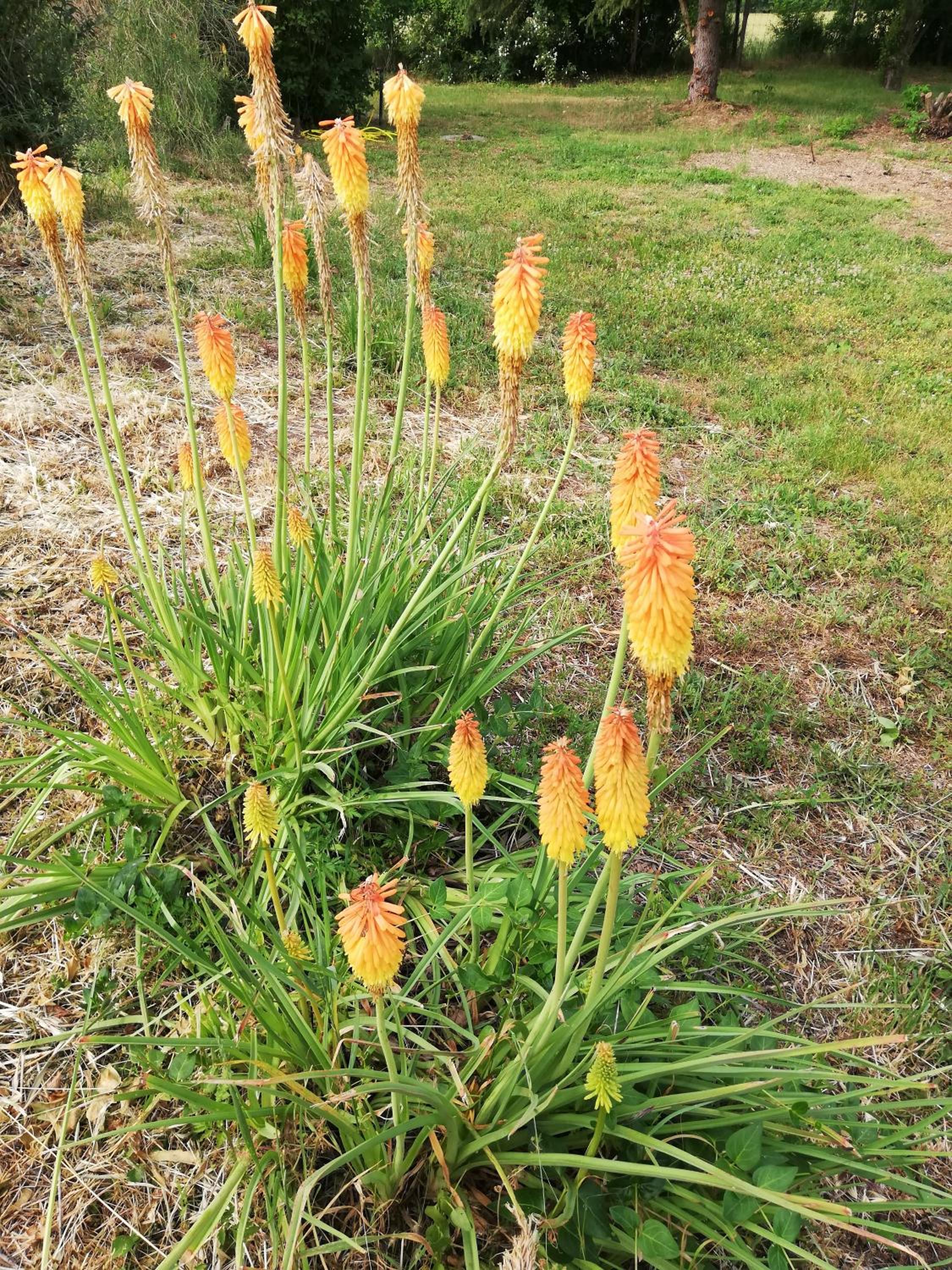 Photo 44