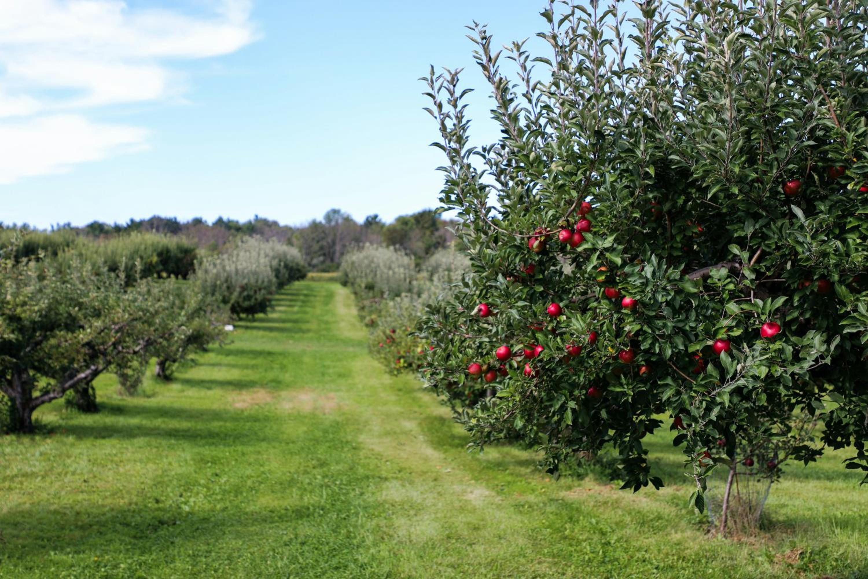 Obst- und Ferienhof Lehle
