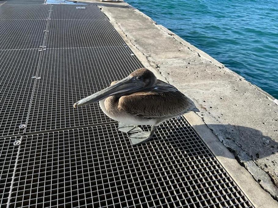Sympathique appartement, les pieds dans l'eau