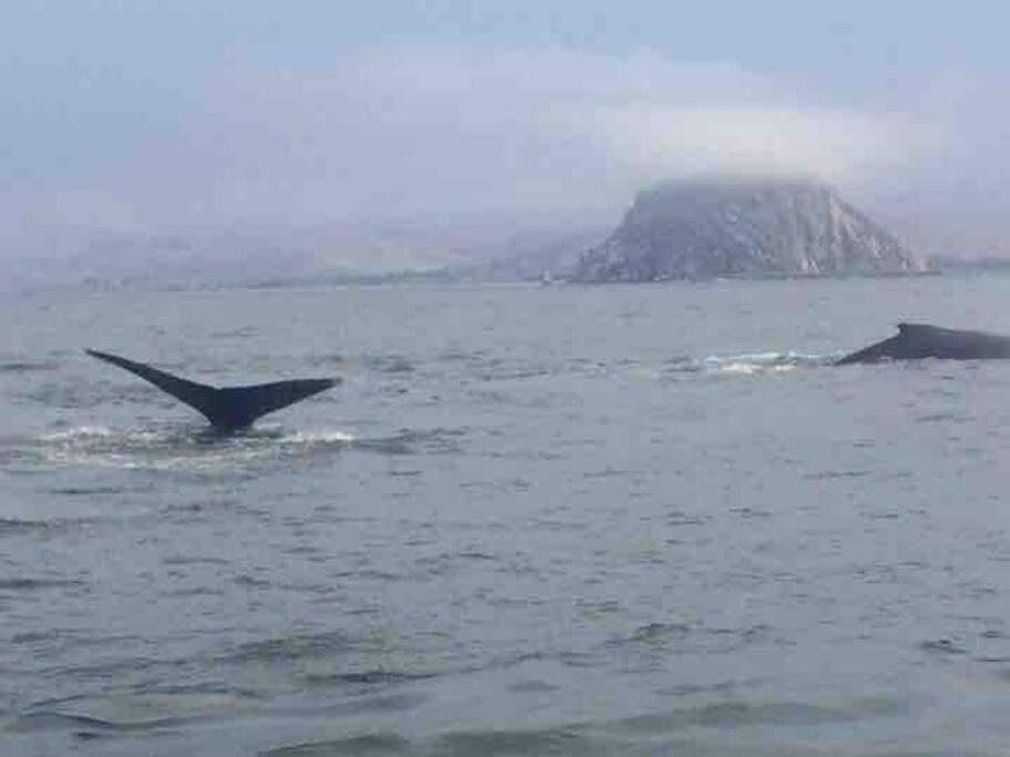 Pelican Place in Morro Bay