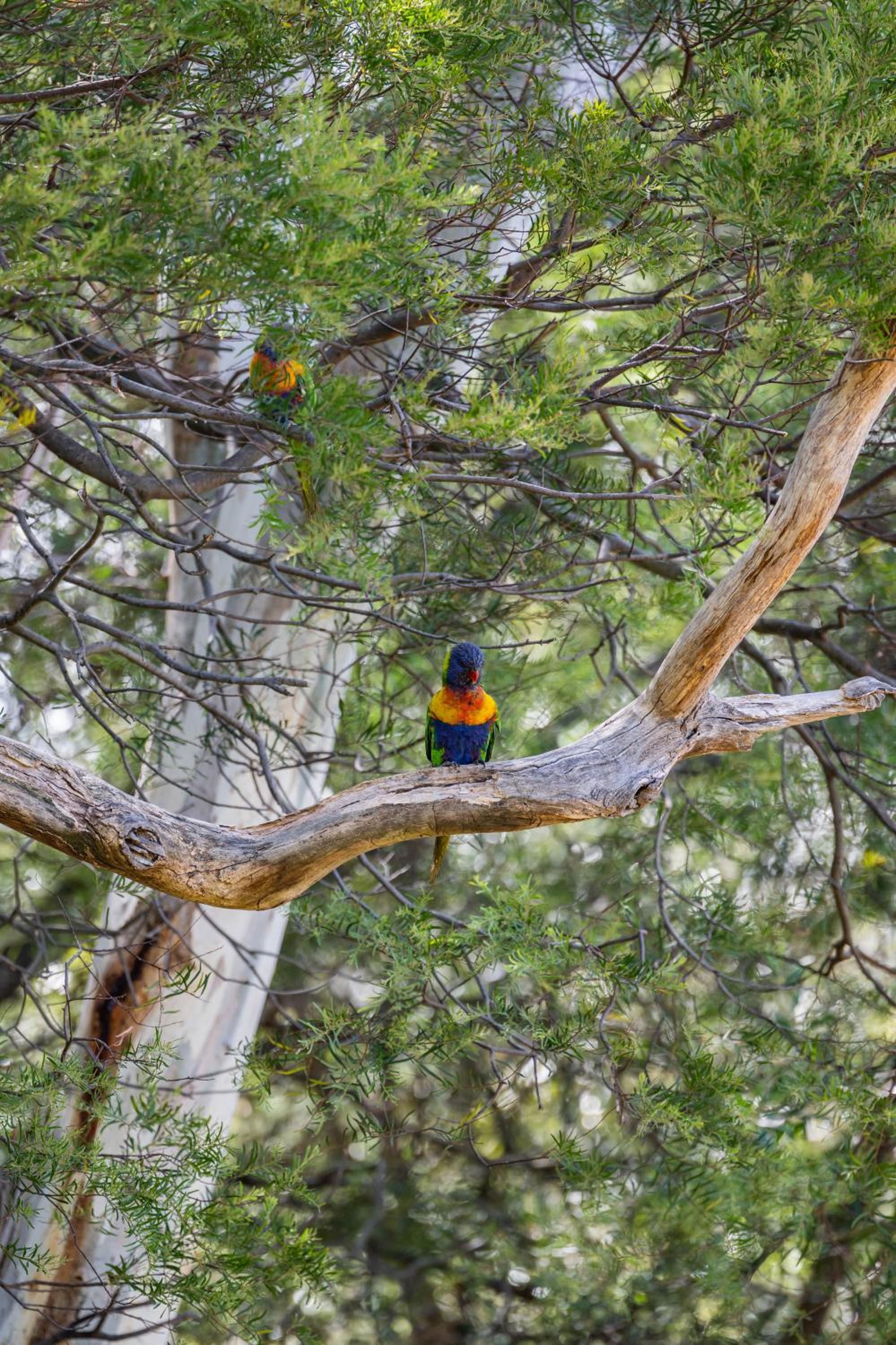 Parvatii-Perfect Adelaide Escape-15 mins to City & Wineries