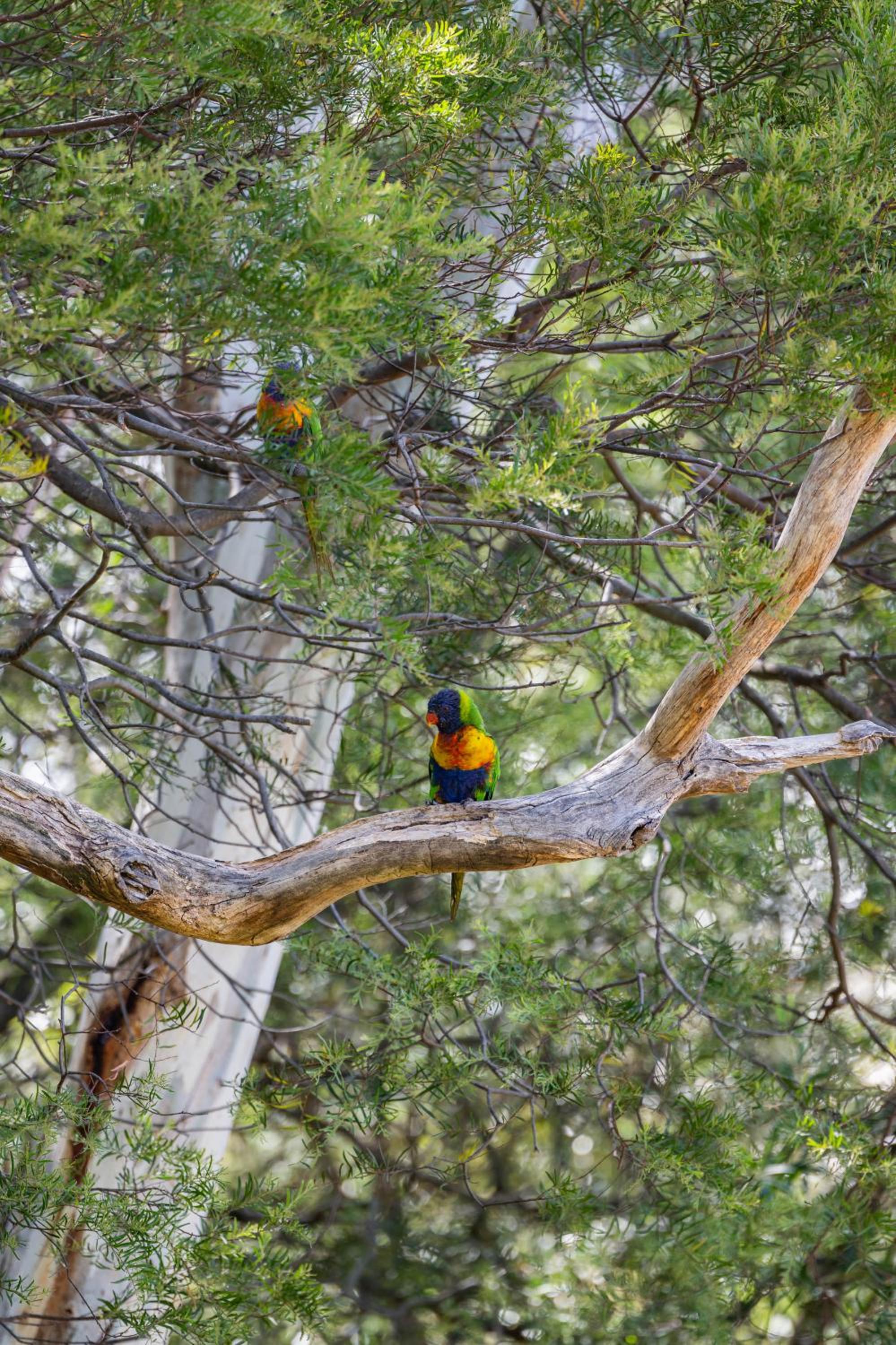 Parvatii-Perfect Adelaide Escape-15 mins to City & Wineries