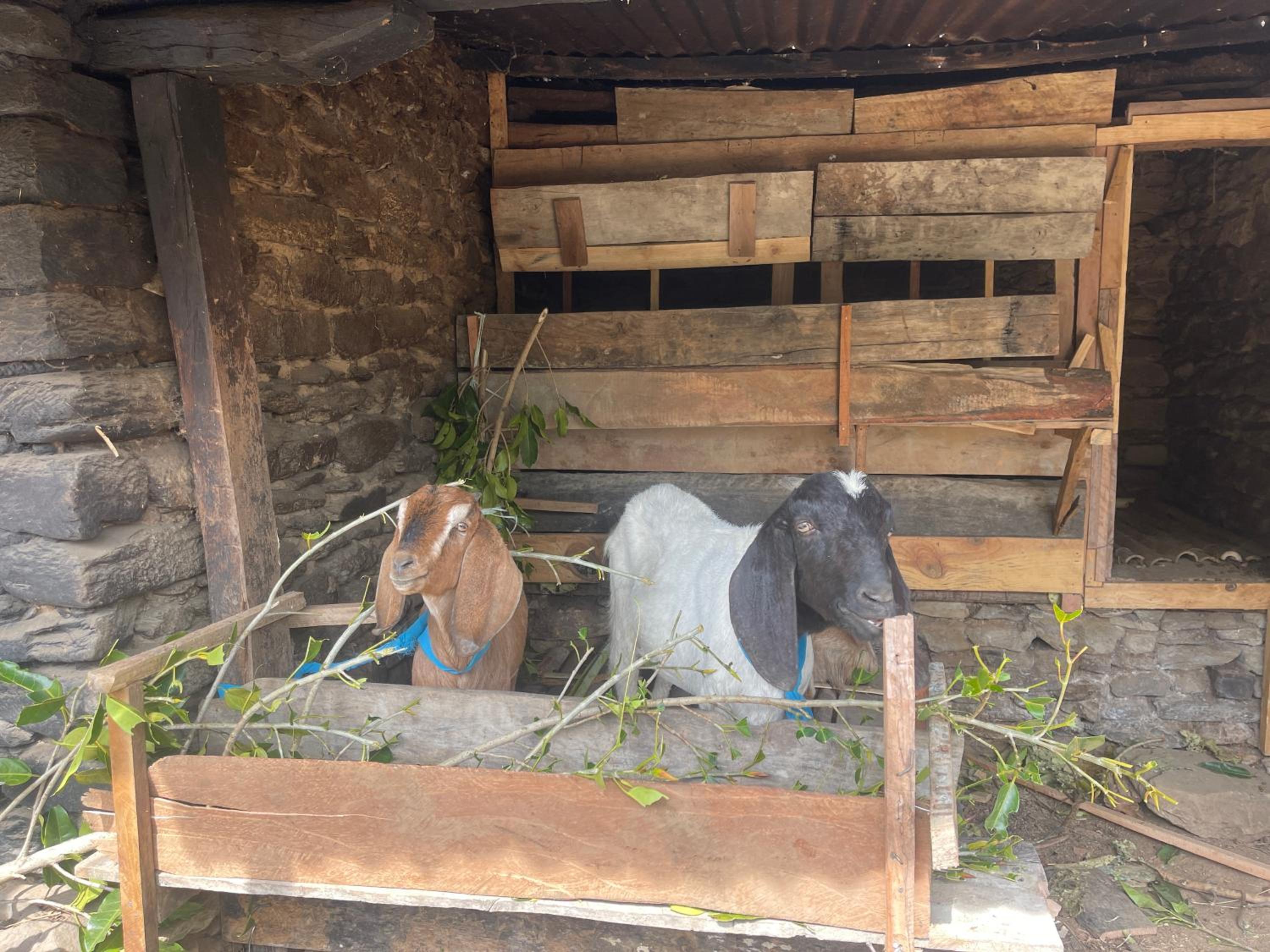 HarroBarro Farm