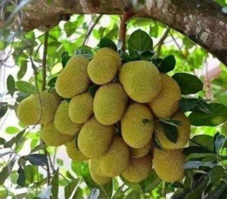 Ayur Padma Subram Home Stay view 3