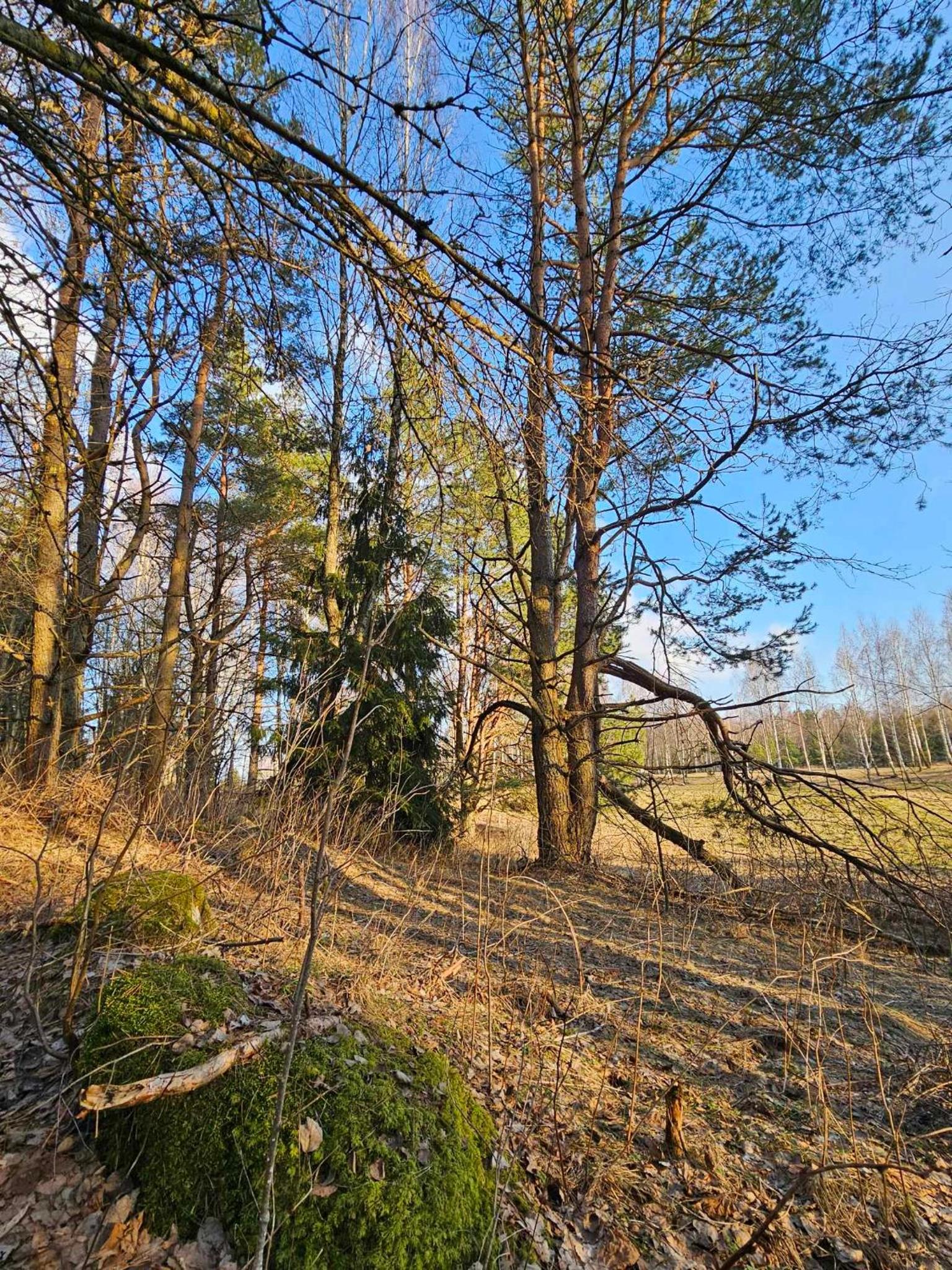 Miško Santorija