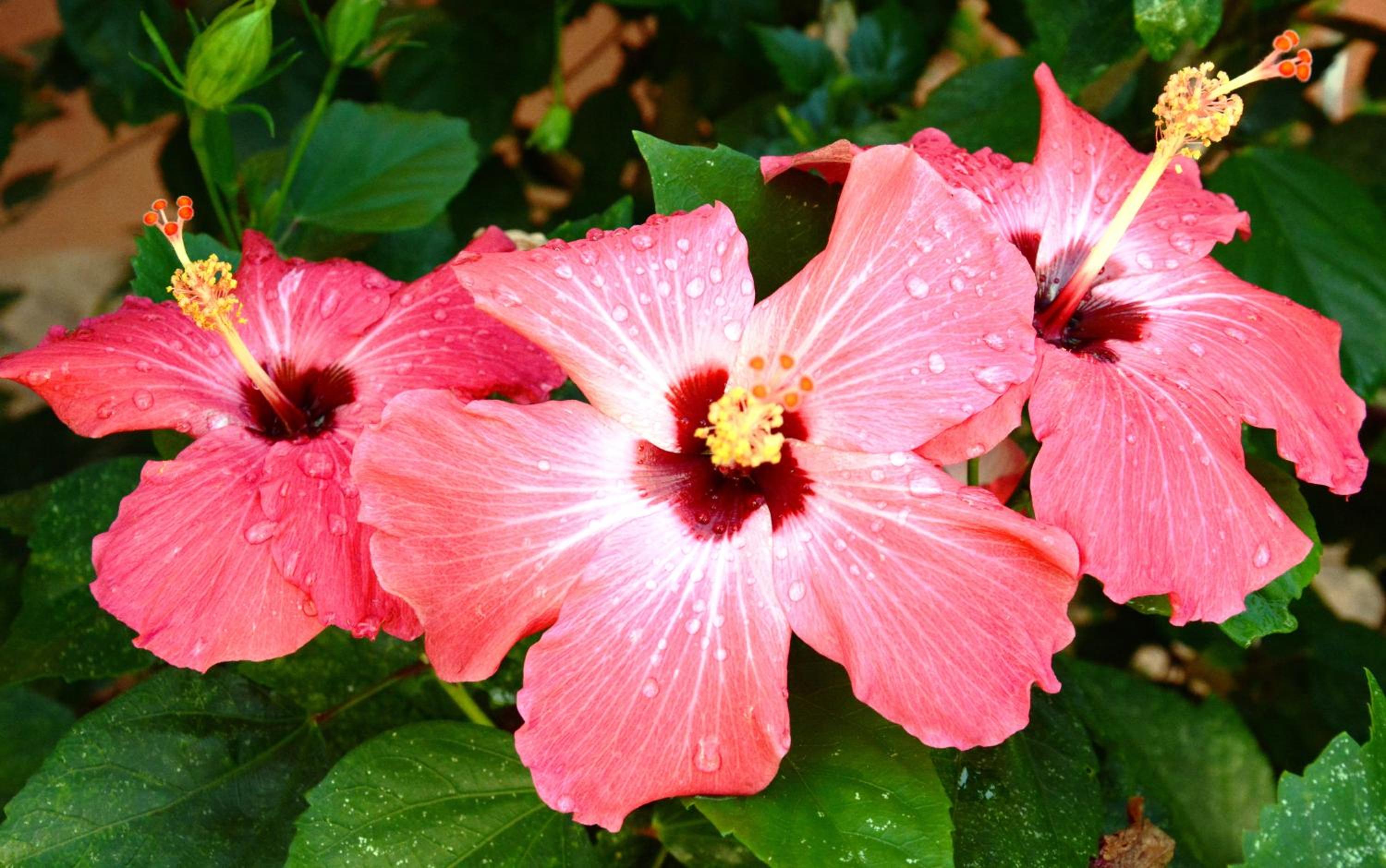 Pousada dos Hibiscos, photo 12
