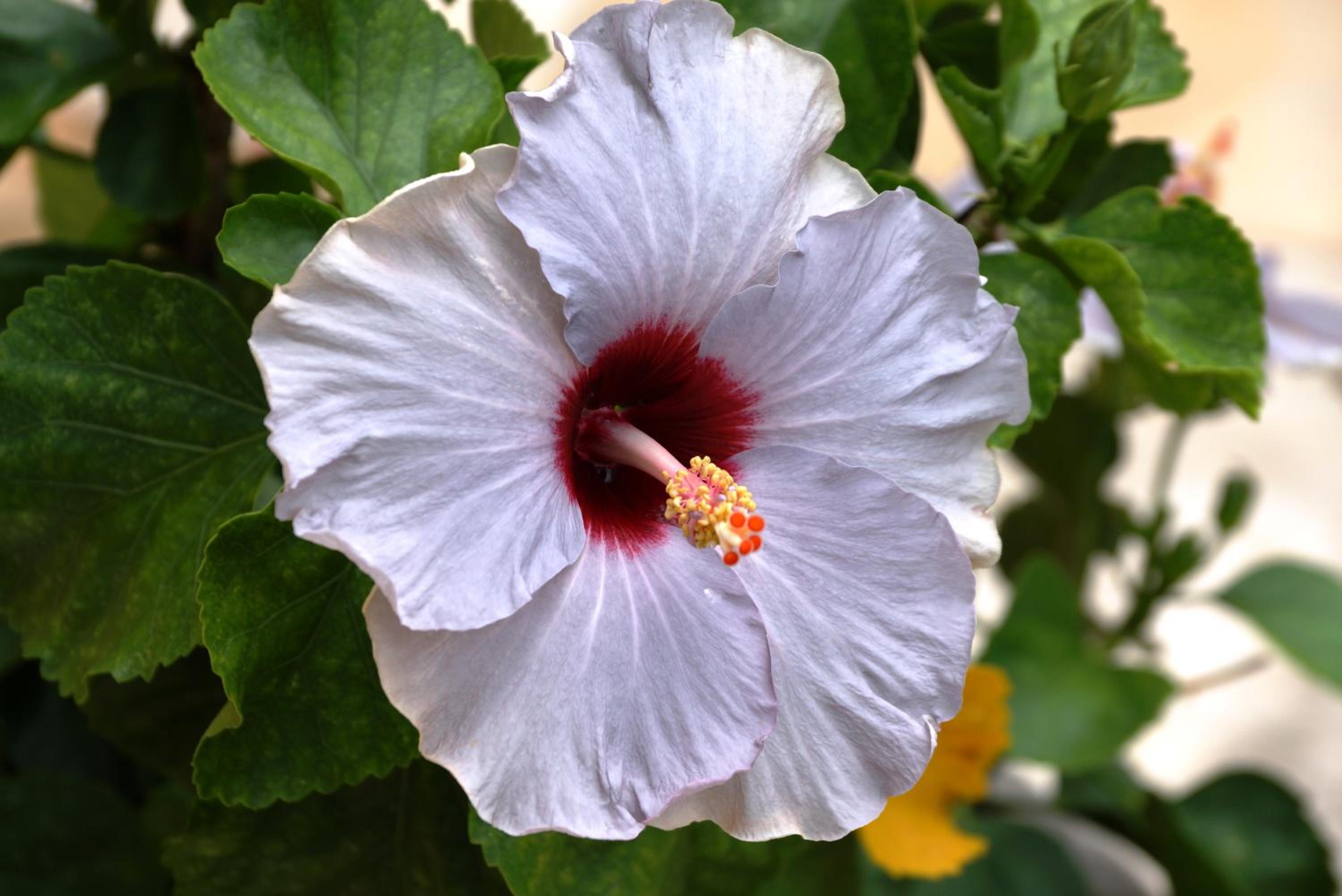 Pousada dos Hibiscos, photo 43