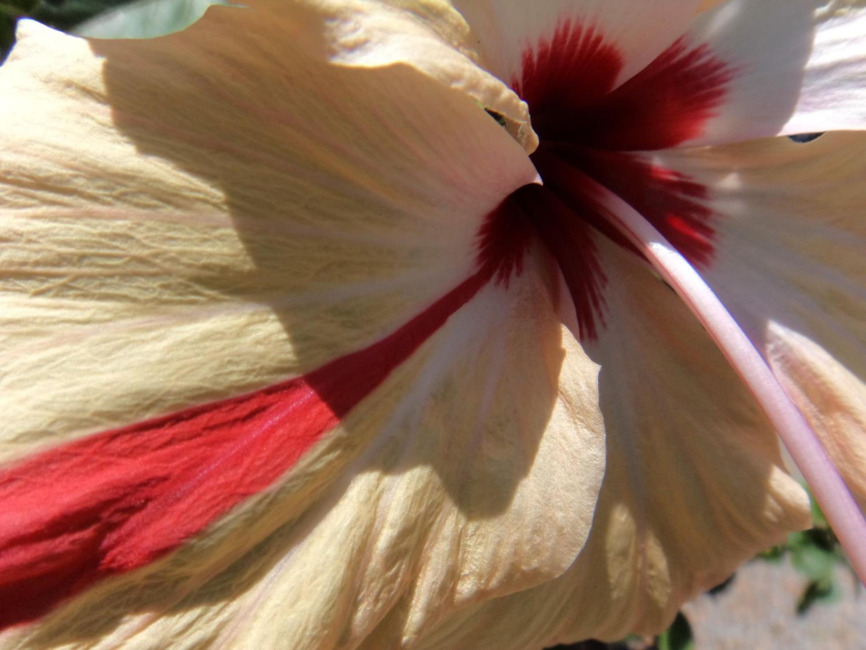 Pousada dos Hibiscos, photo 23