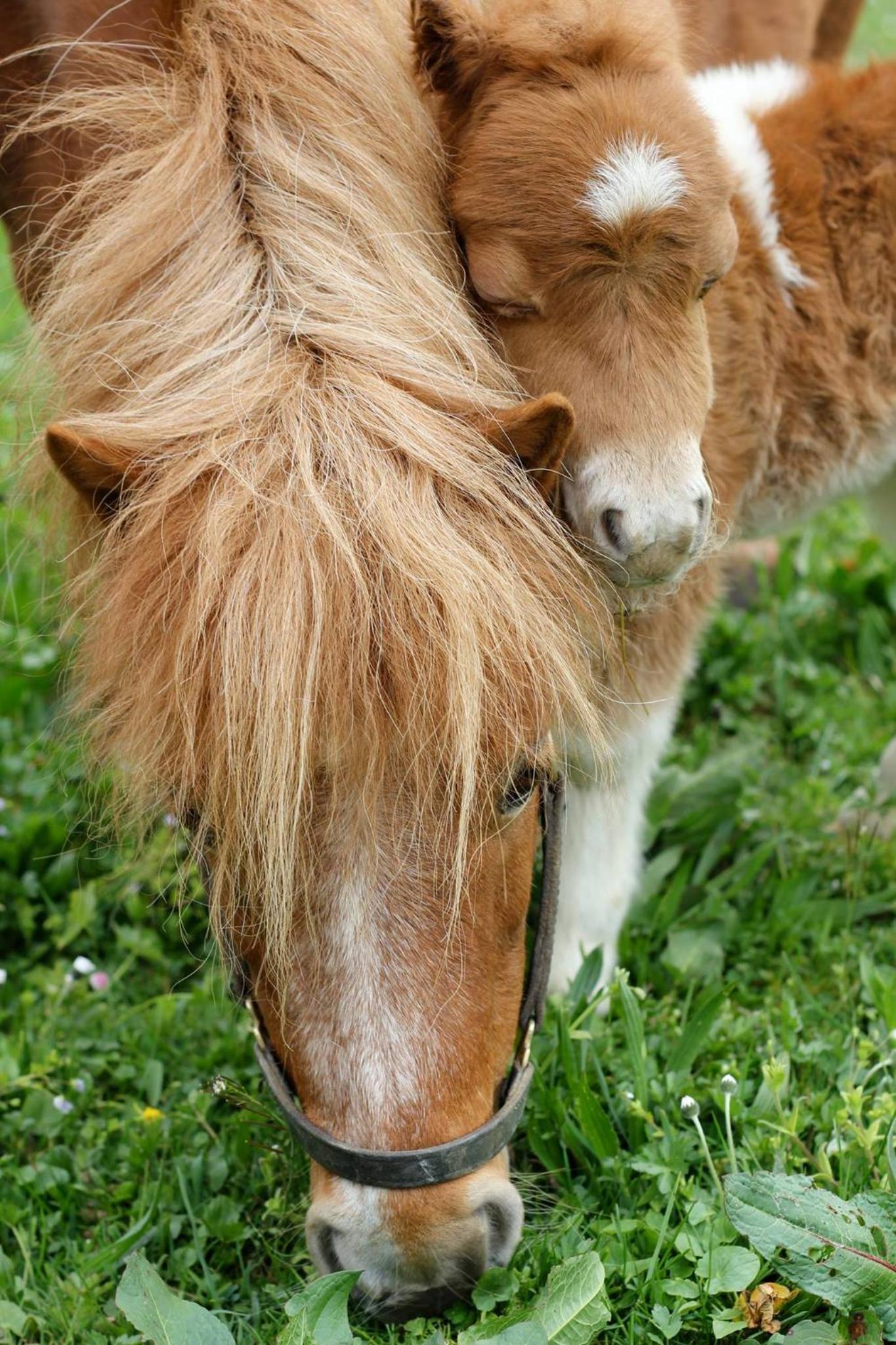 Bio Ferienbauernhof Greber - Natururlaub mit Ponys & Kaninchen
