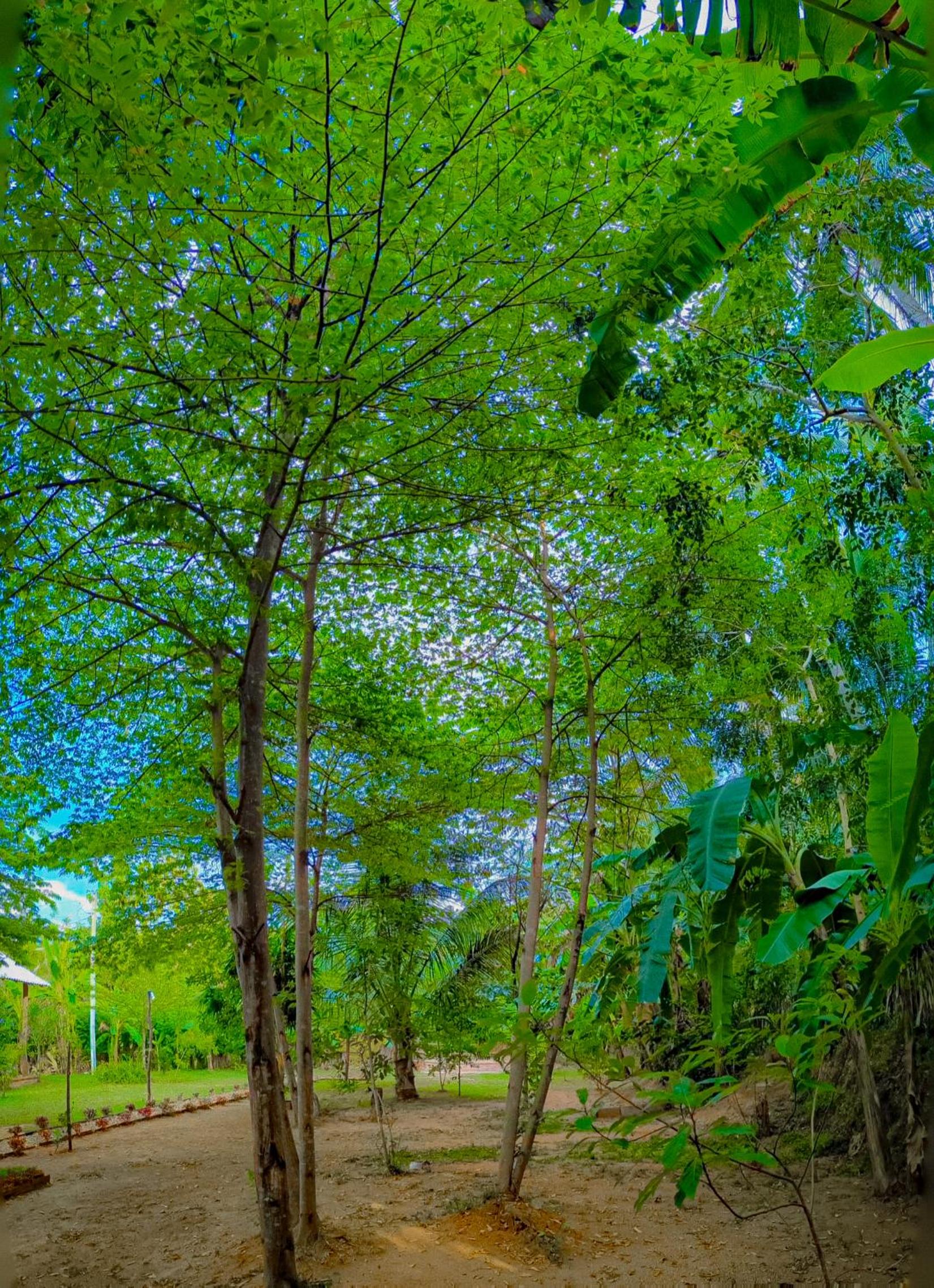 Banana Shade Cottage