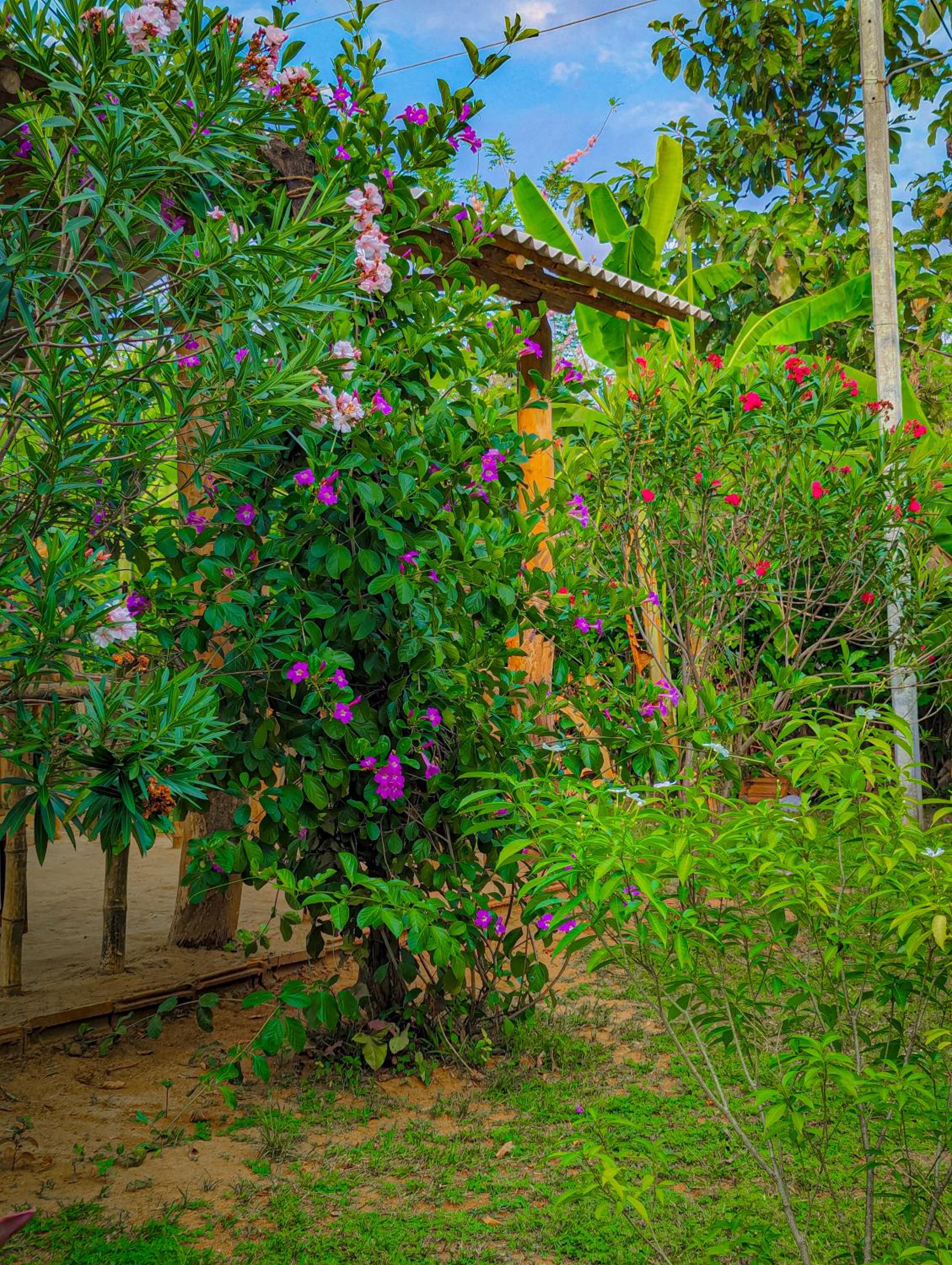 Banana Shade Cottage