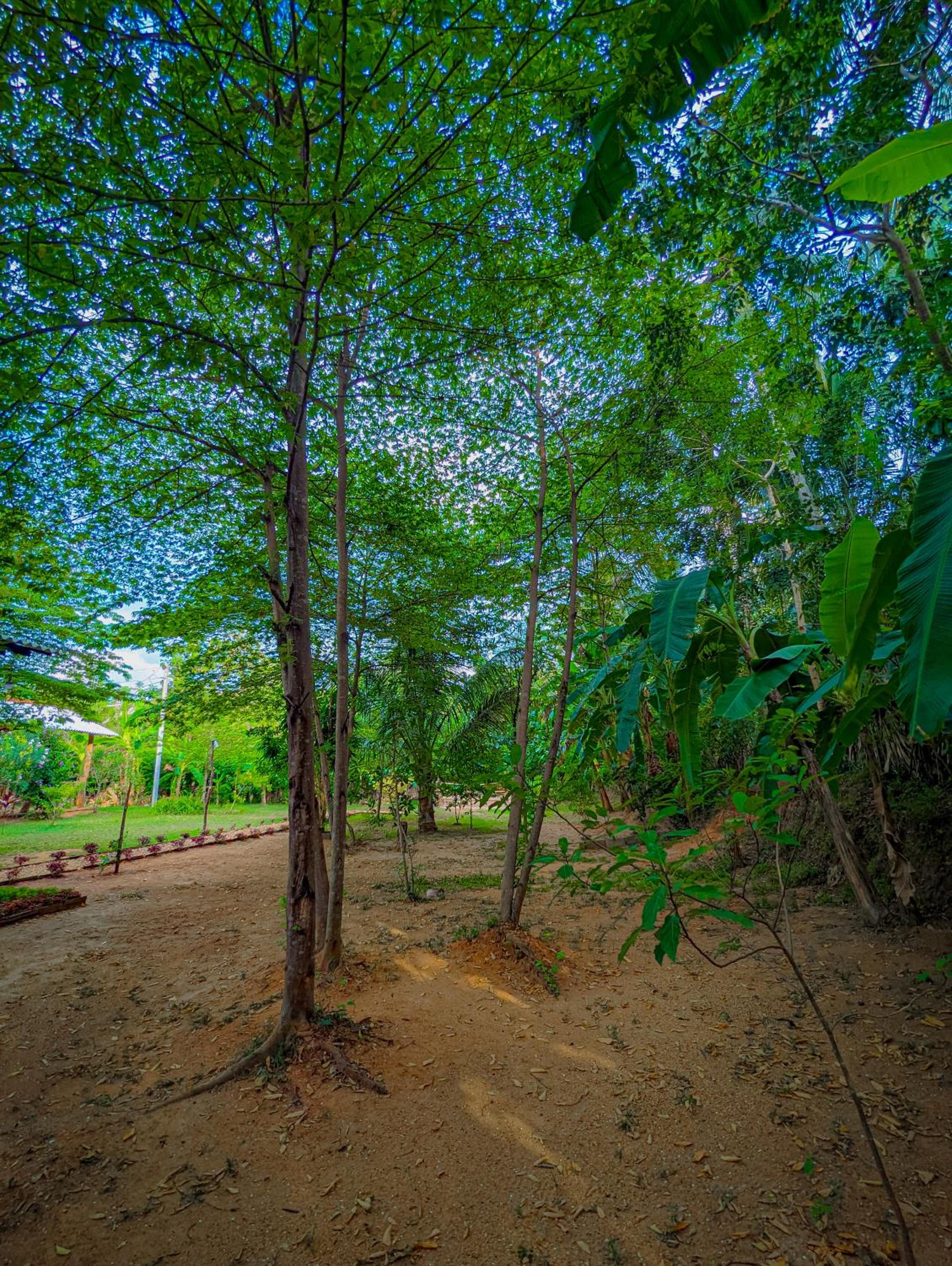 Banana Shade Cottage