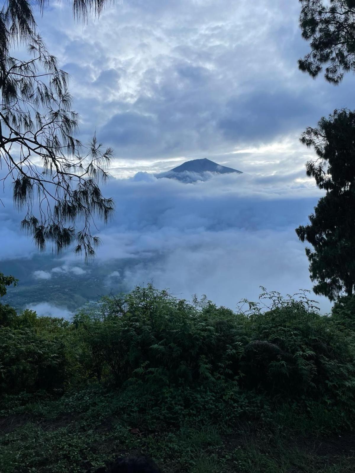 Avocado homestay