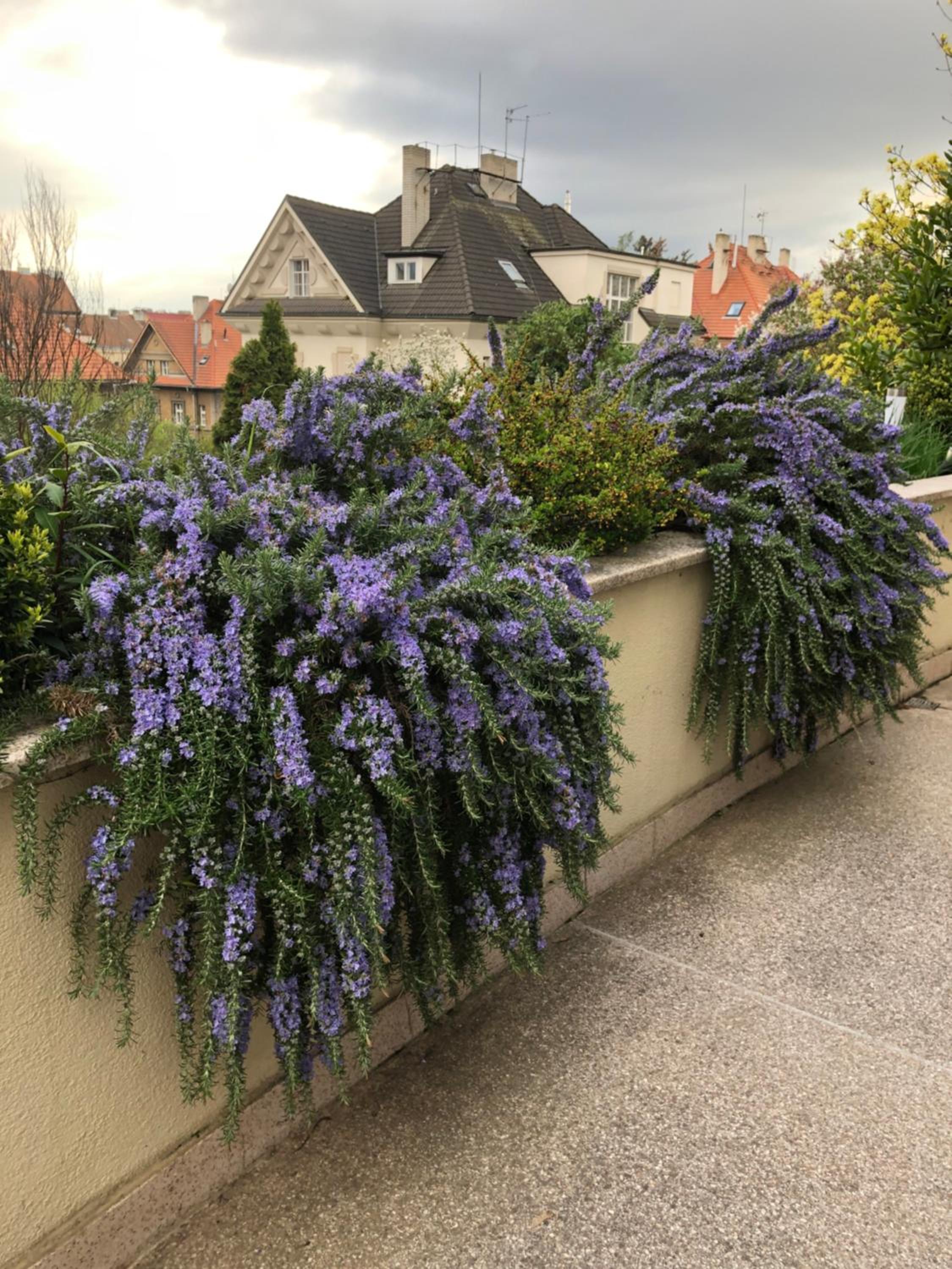 Huge luxury central Prague VILLA, 6 beds and baths, terraces, double garage