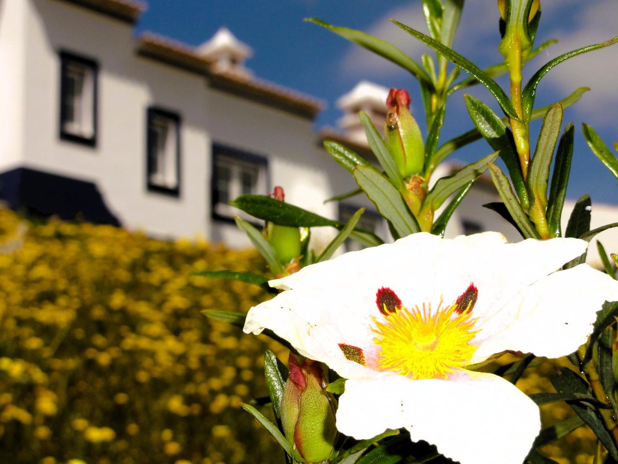 Hotel Monte do Alento - Castro da Cola - Image 1