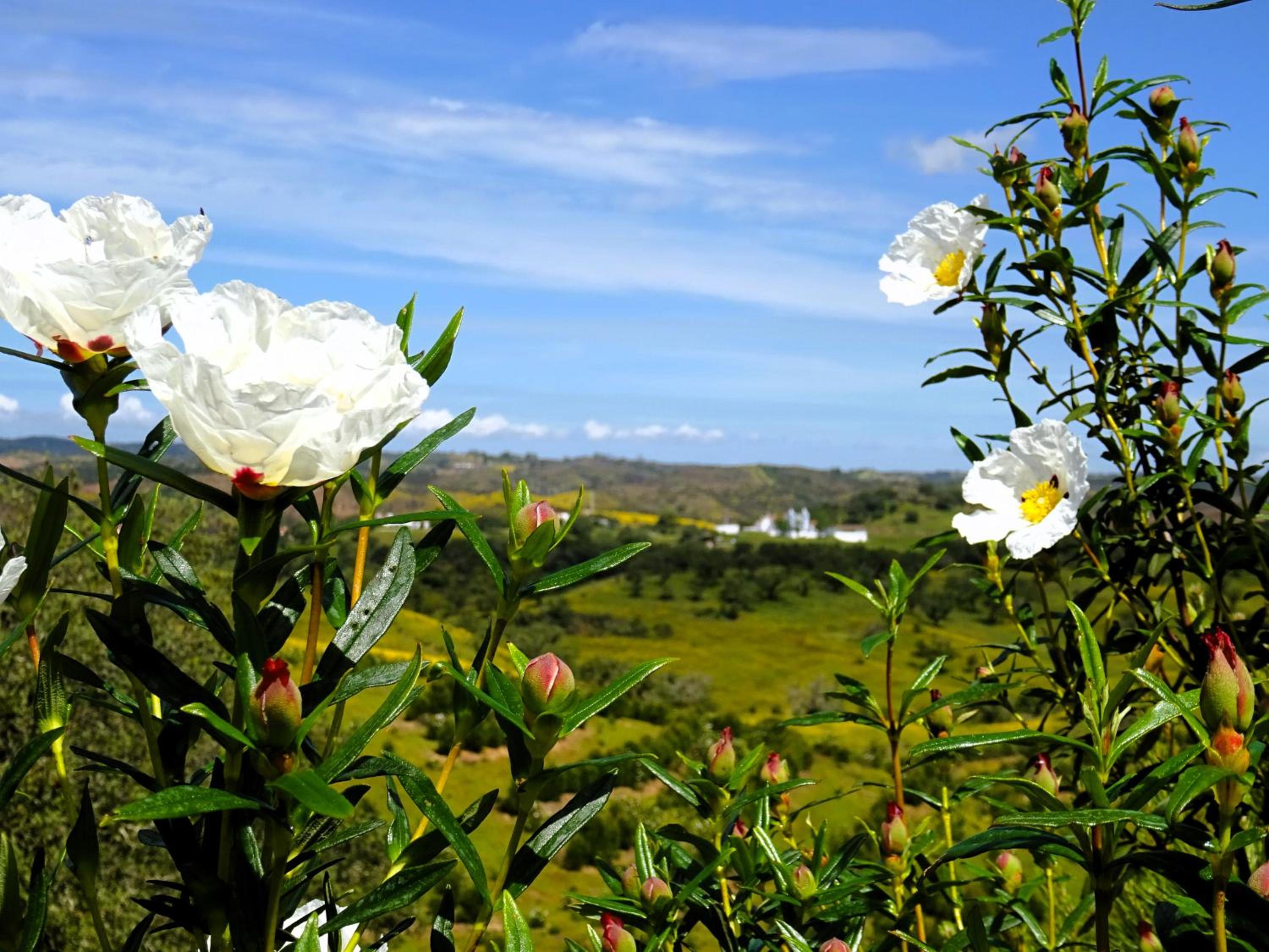 Monte do Alento - Castro da Cola