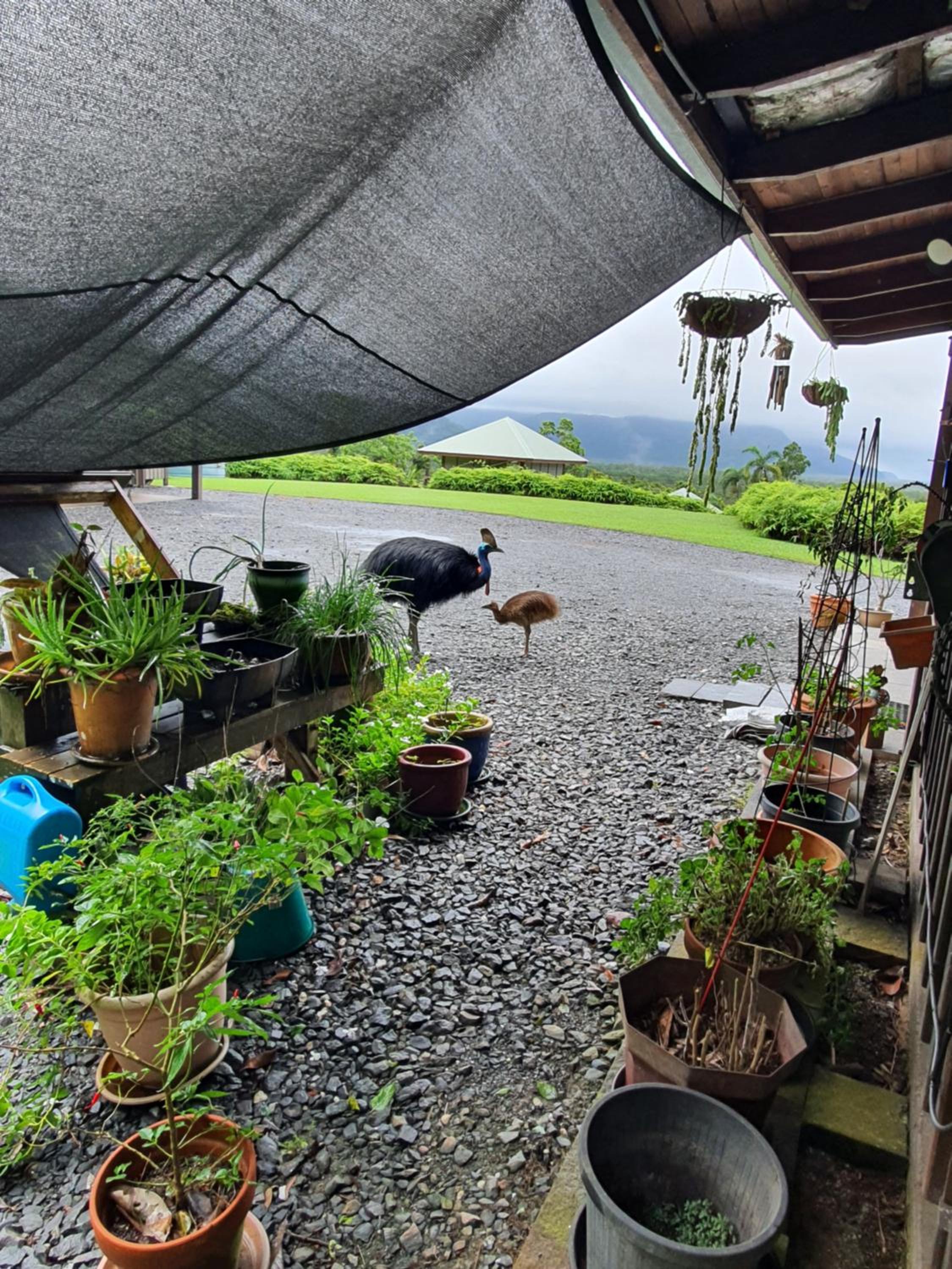 Daintree Holiday Homes - La Vista