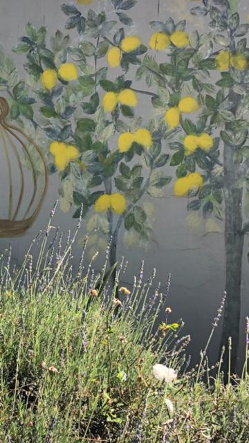 The Lemon Tree Self- Catering