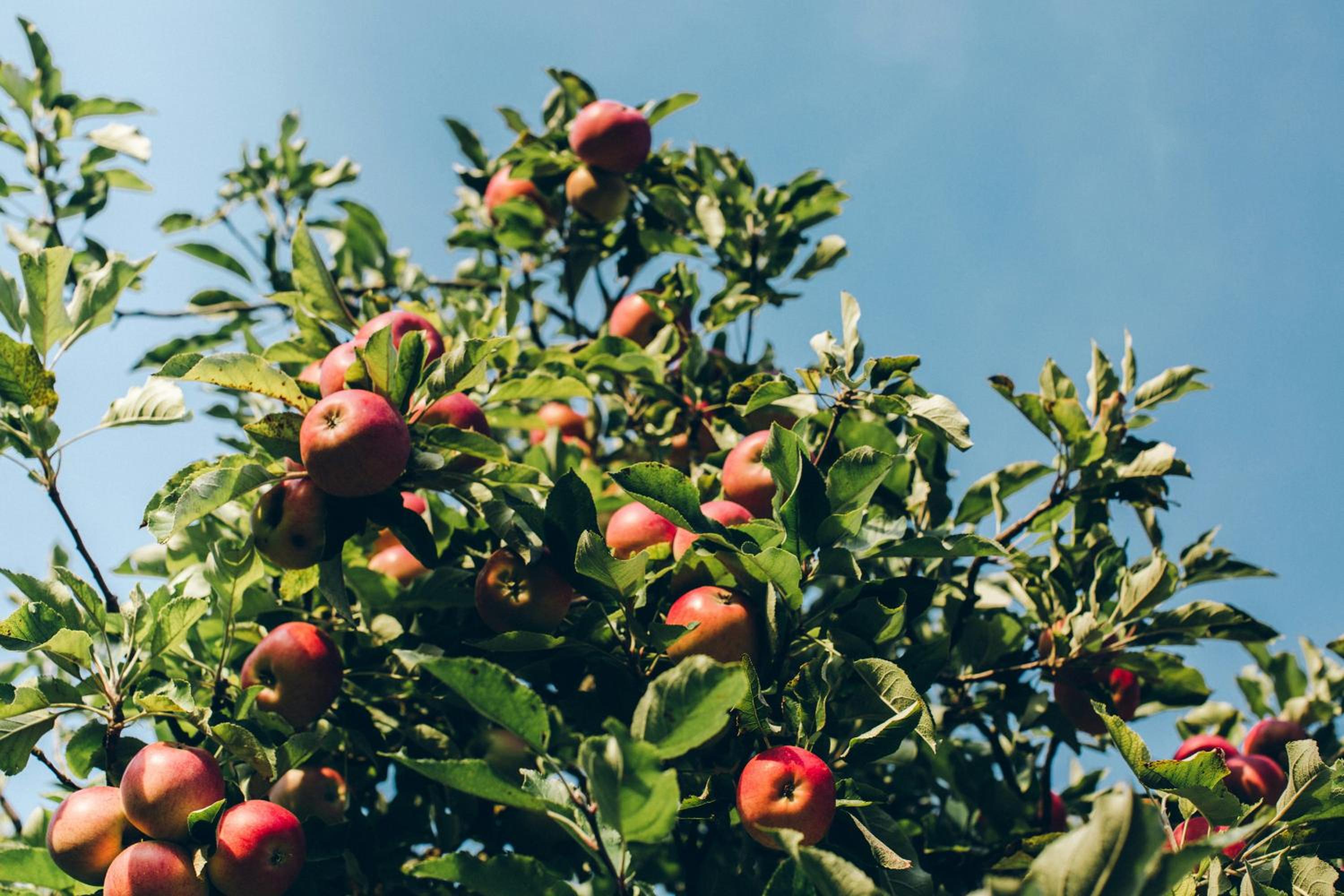 Obst- und Ferienhof Lehle