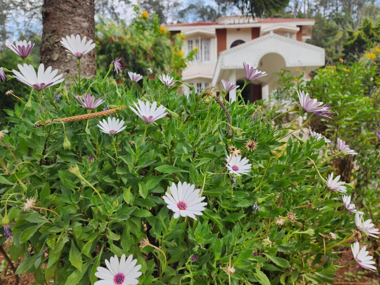 Narmada Holiday Home view 5