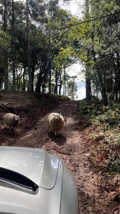 Cabana Romântica para Casais na Serra Gaúcha