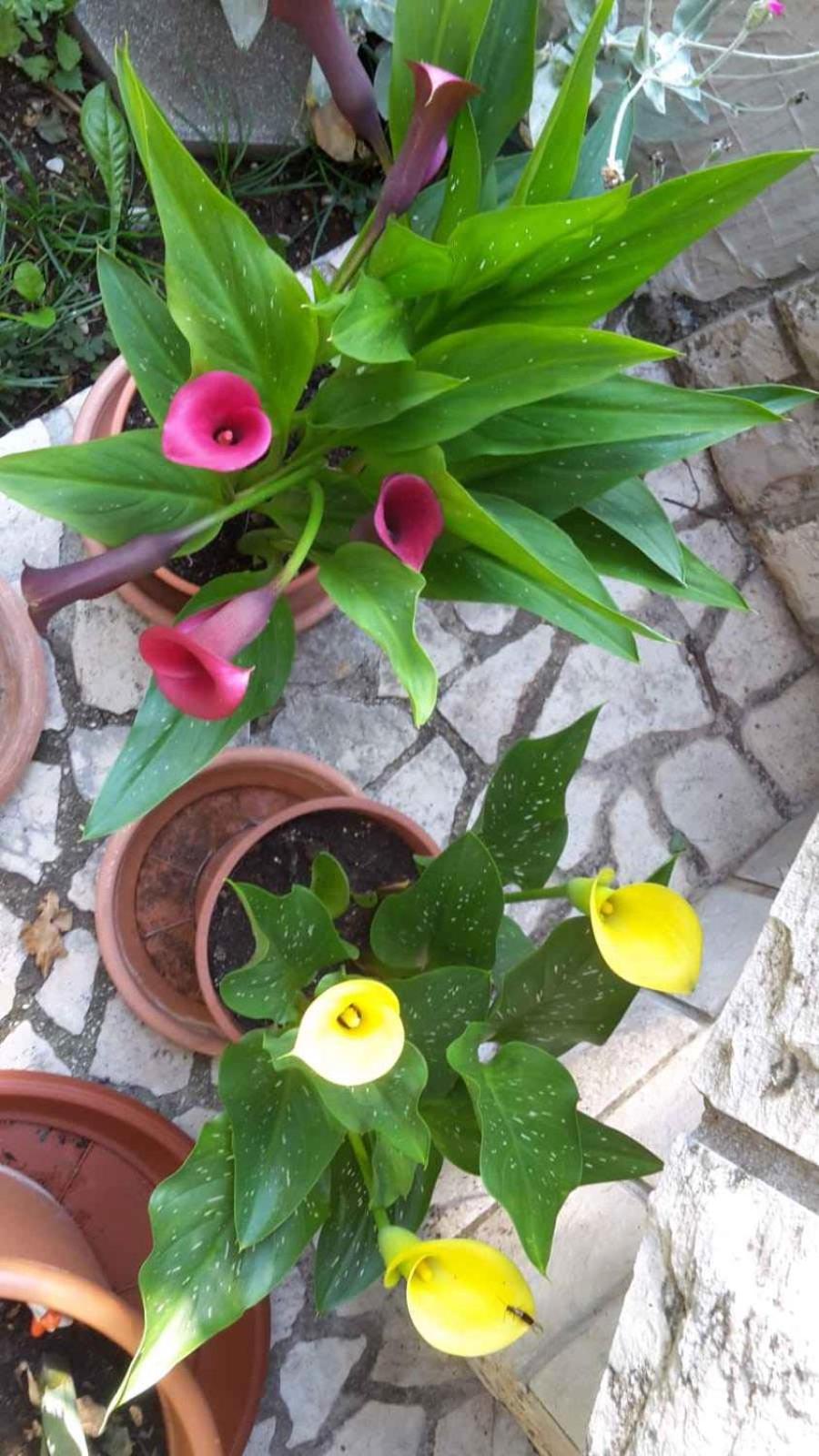Photo 56