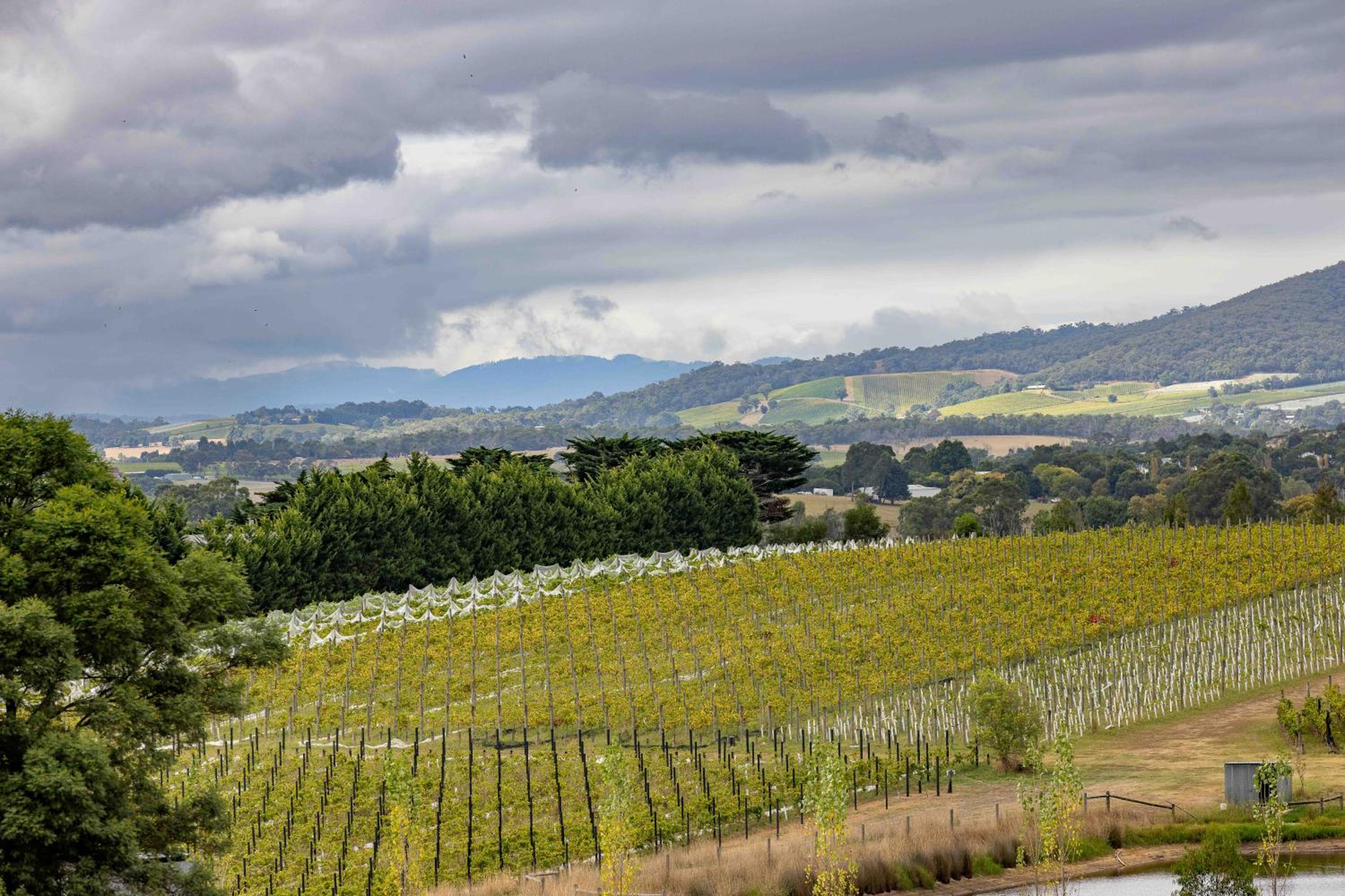 The Vines Cottage, Yarra Glen