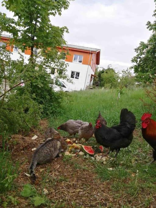 Gartenwohnung