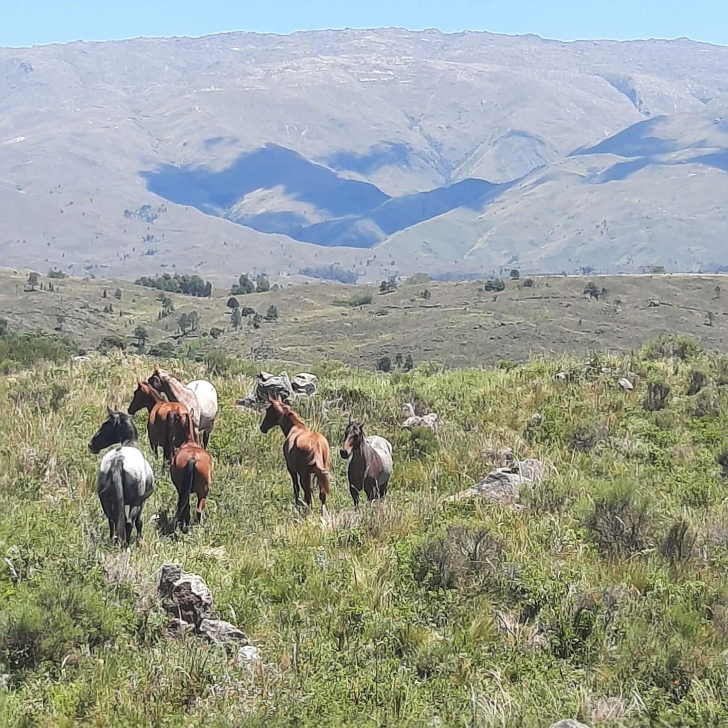 Mirada al Champaqui - Departamento de Montaña