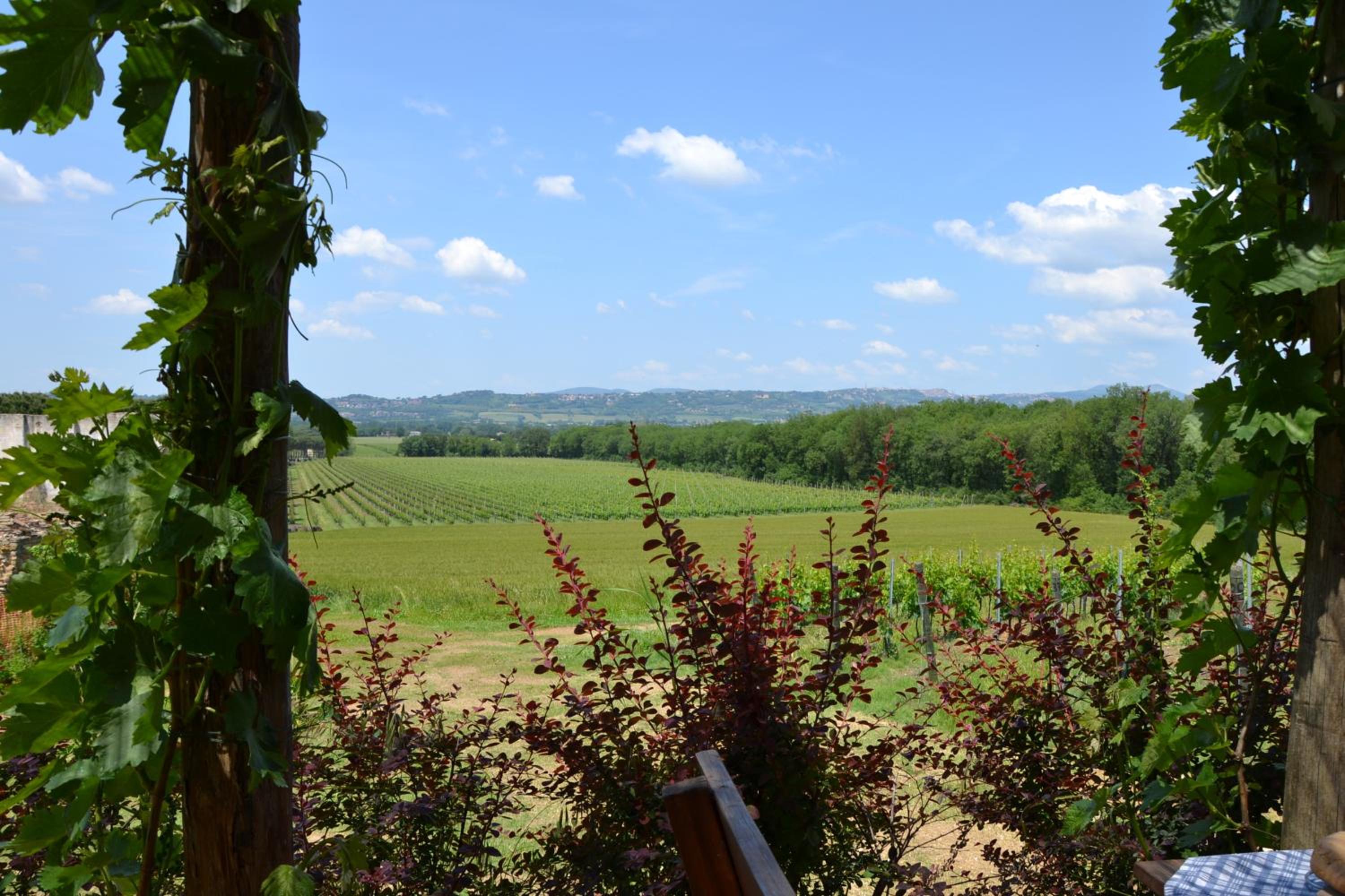 Poggio alle Vigne