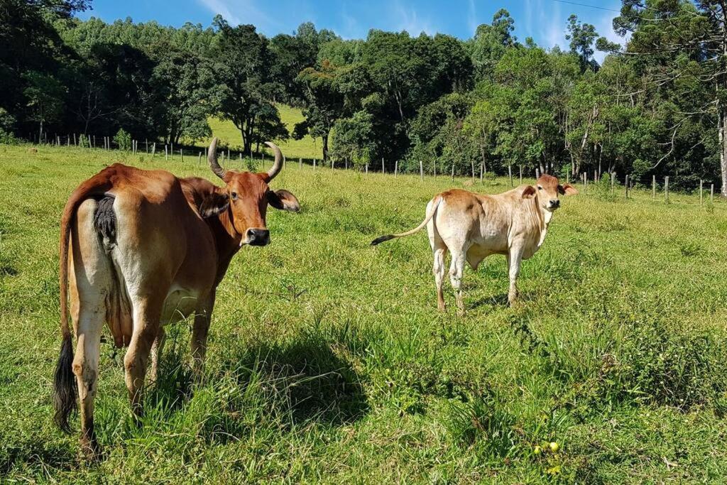 Chalé a caminho de Monte Verde