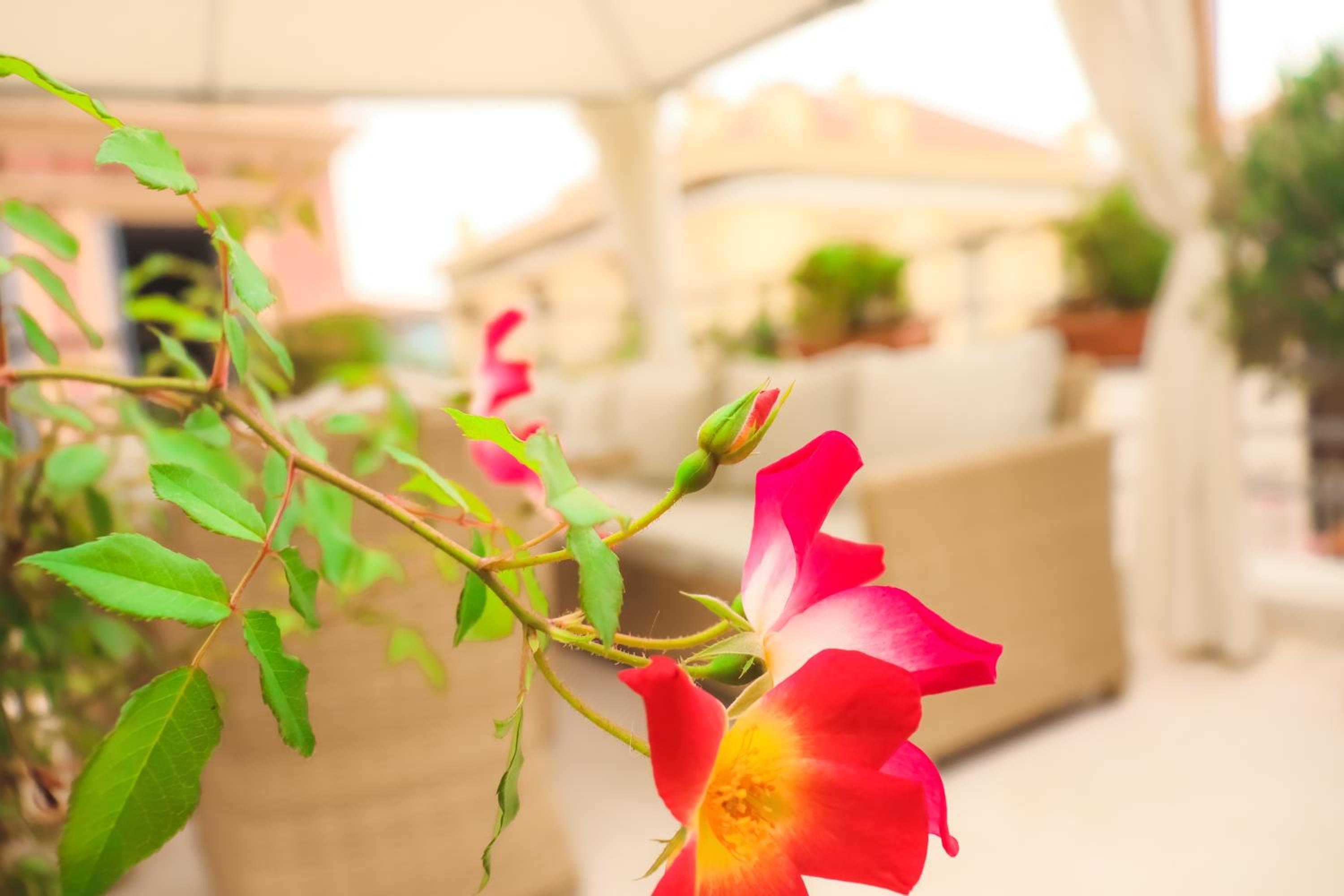 The Acropolis House of Flowers~Private Roof Garden