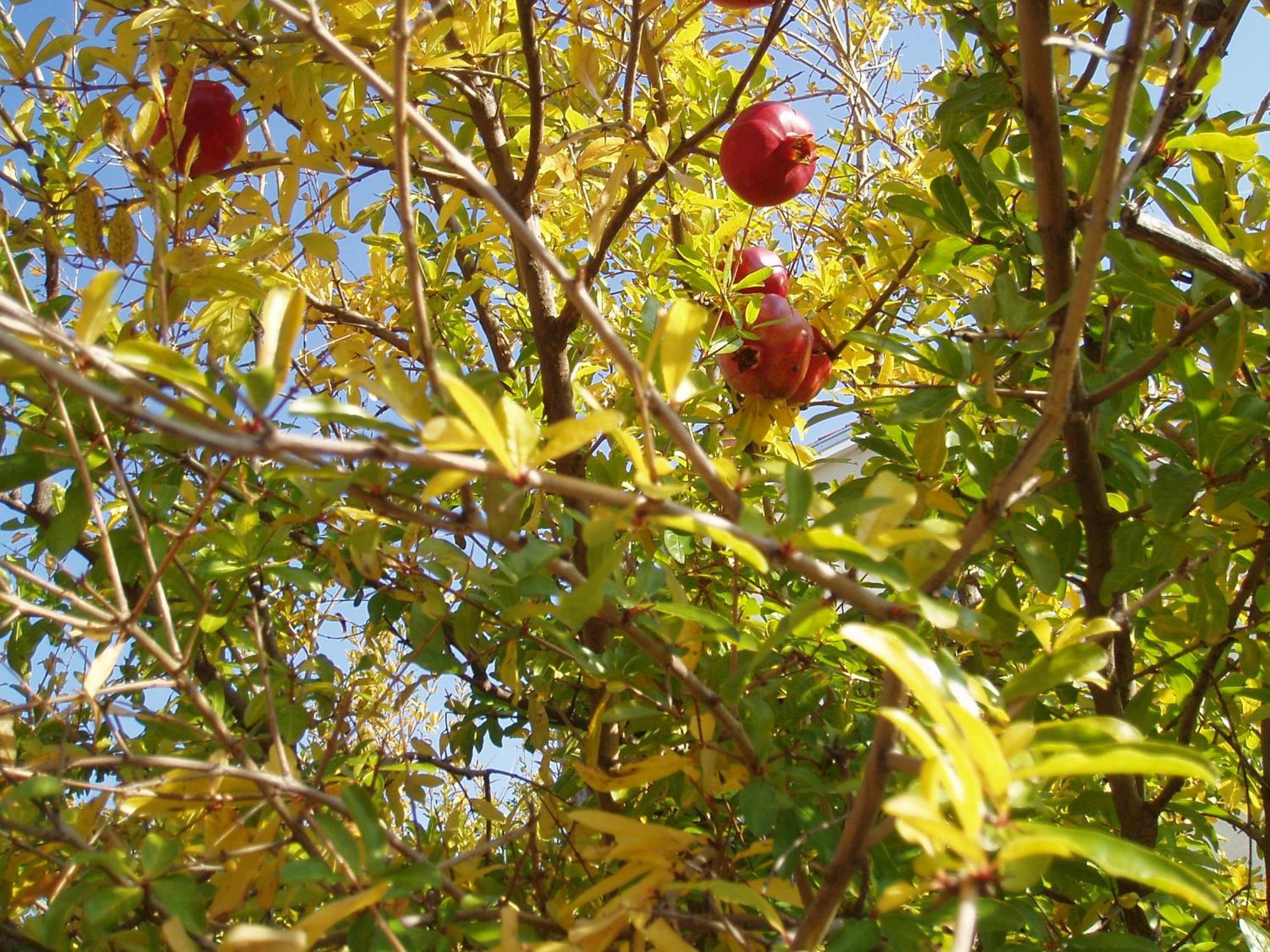 Photo 51