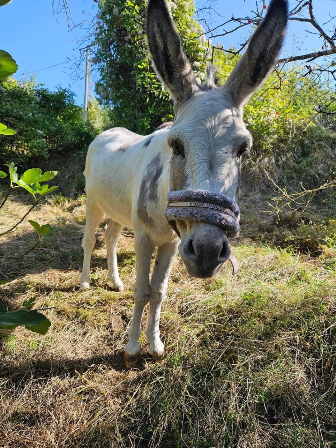 Garfagnana - Ferienwohnung mit Esel photo 2